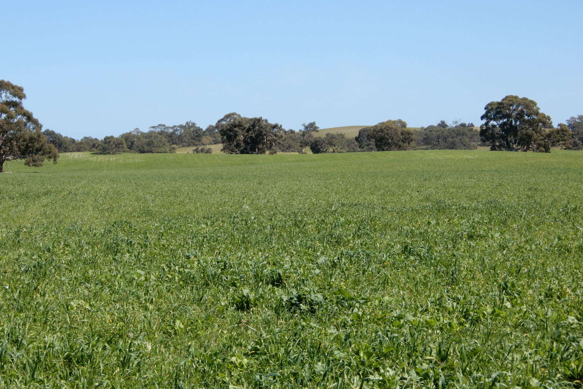 3692 Riddoch Highway, Willalooka For Sale by Farmbuy.com - image 3