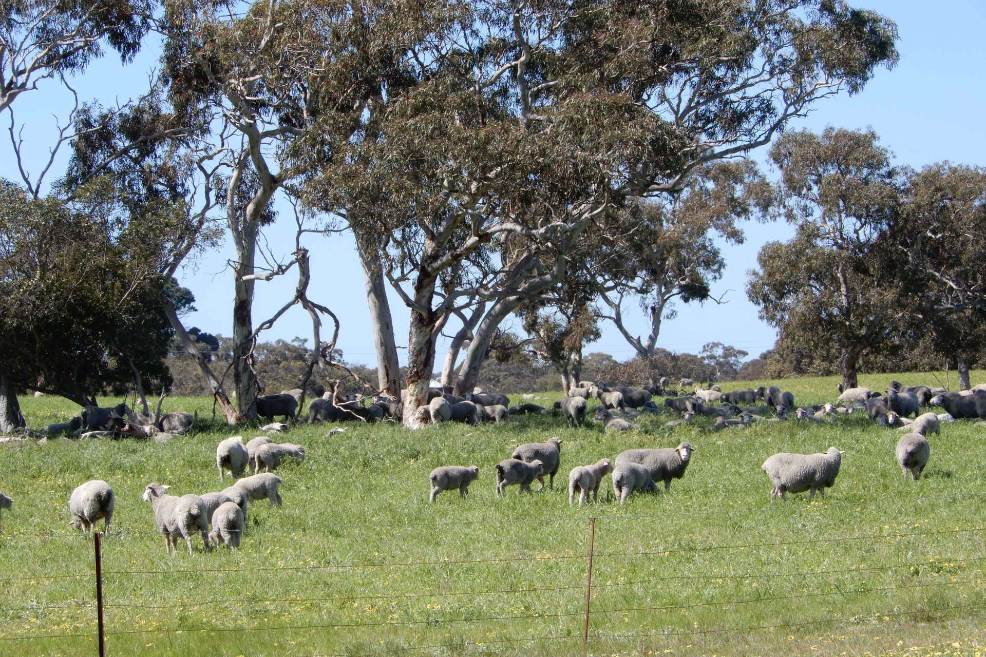3692 Riddoch Highway, Willalooka For Sale by Farmbuy.com - image 9