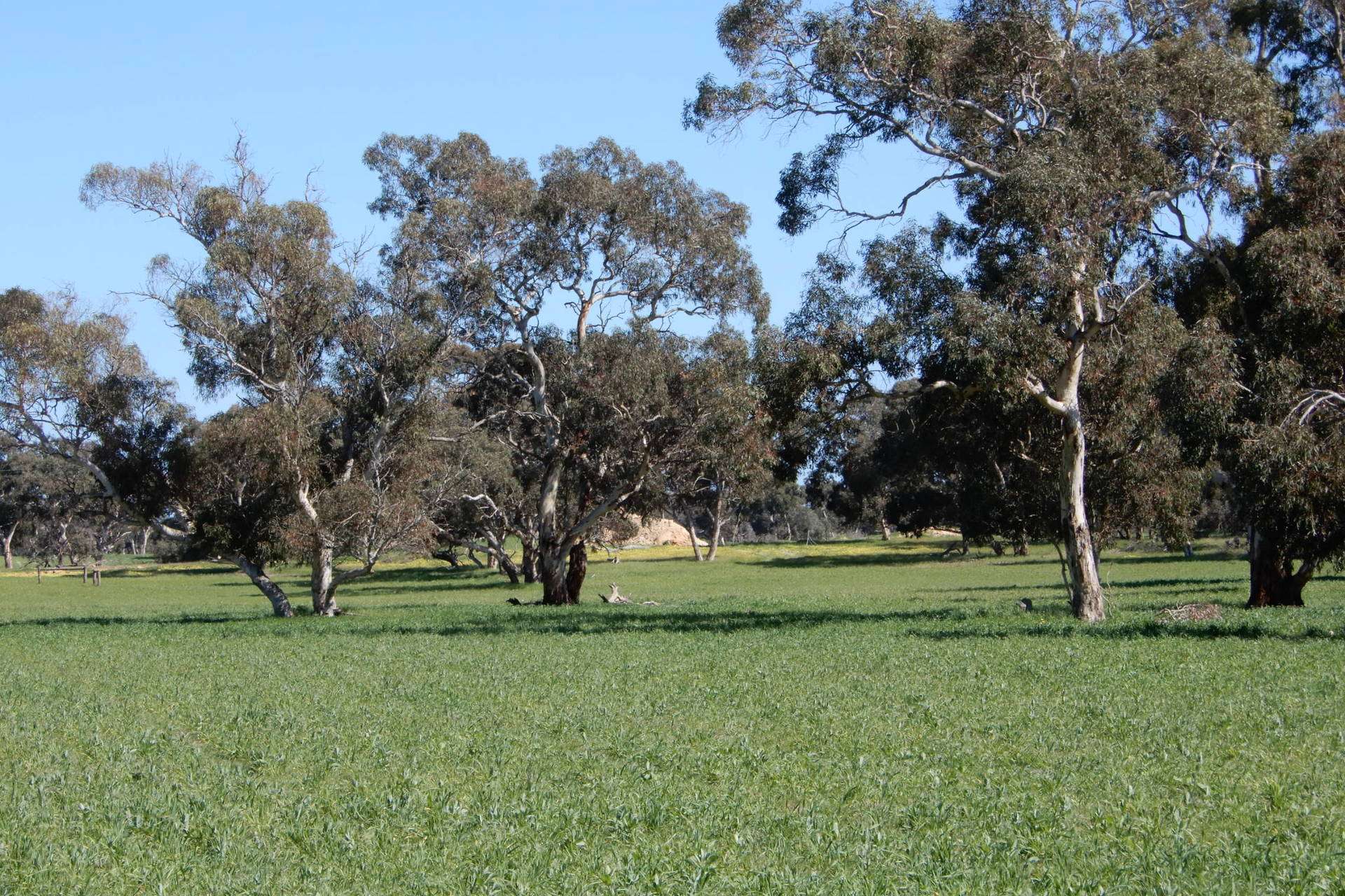 3692 Riddoch Highway, Willalooka For Sale by Farmbuy.com - image 6