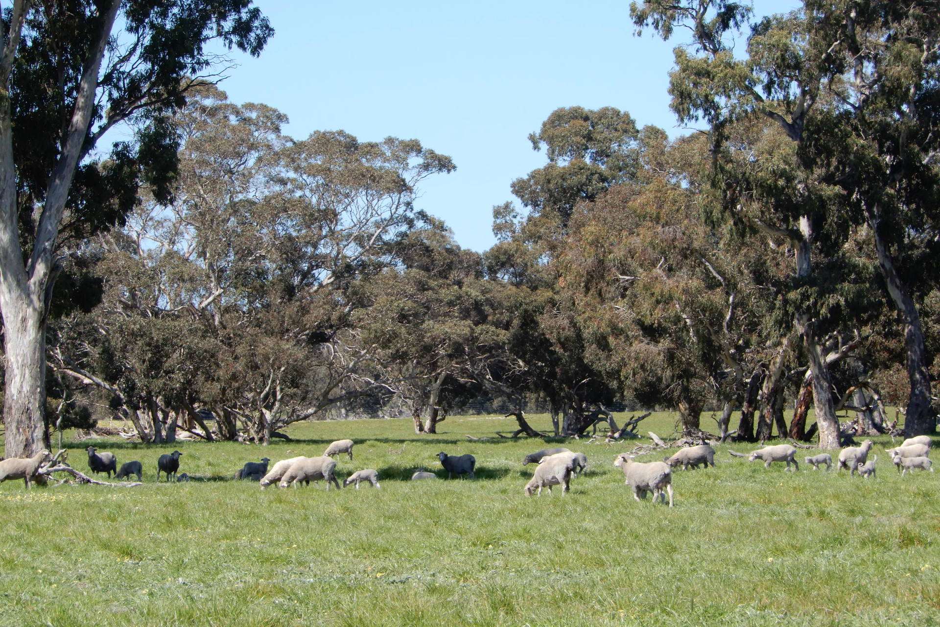 3692 Riddoch Highway, Willalooka For Sale by Farmbuy.com - image 17