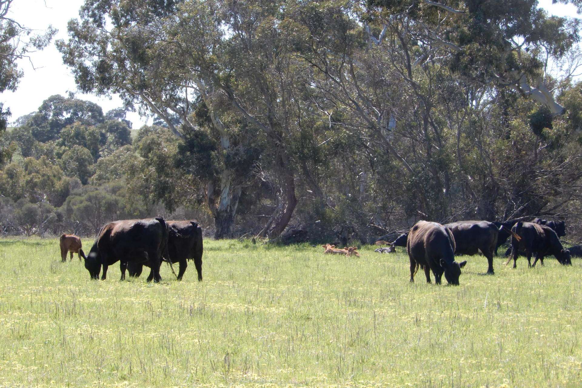 3692 Riddoch Highway, Willalooka For Sale by Farmbuy.com - image 18