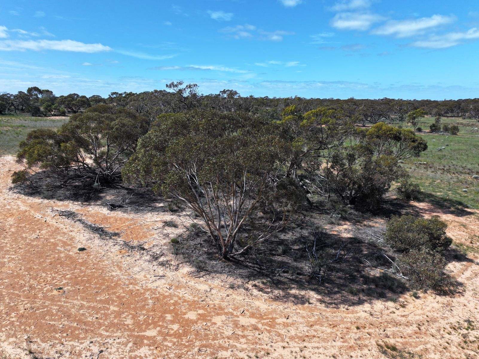 Lots 5 & 6 Mallee Highway, Ouyen Auction by Farmbuy.com - image 8