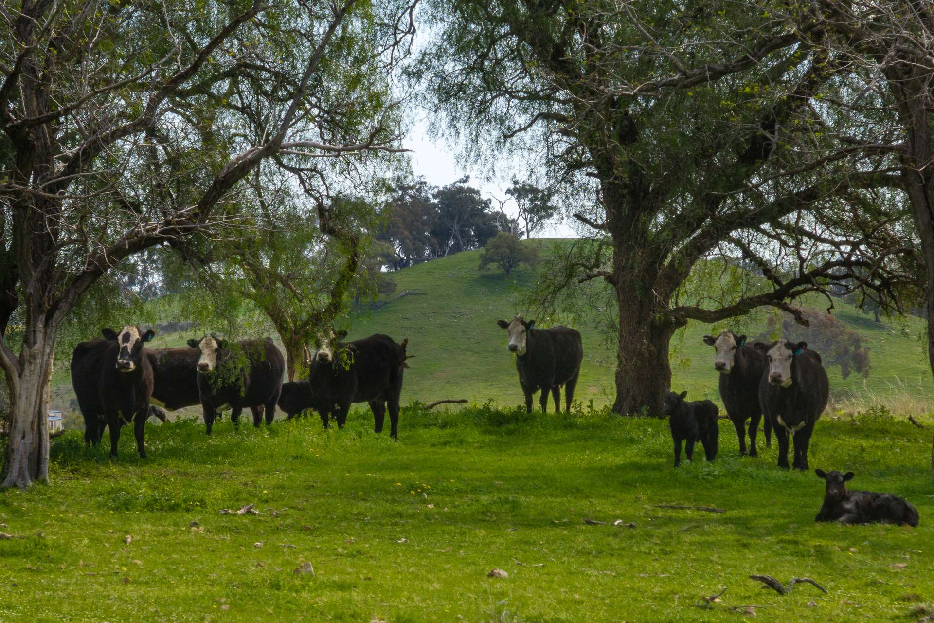 'Pemberley' 57 Bunyarra Lane, Orange Auction by Farmbuy.com - image 12