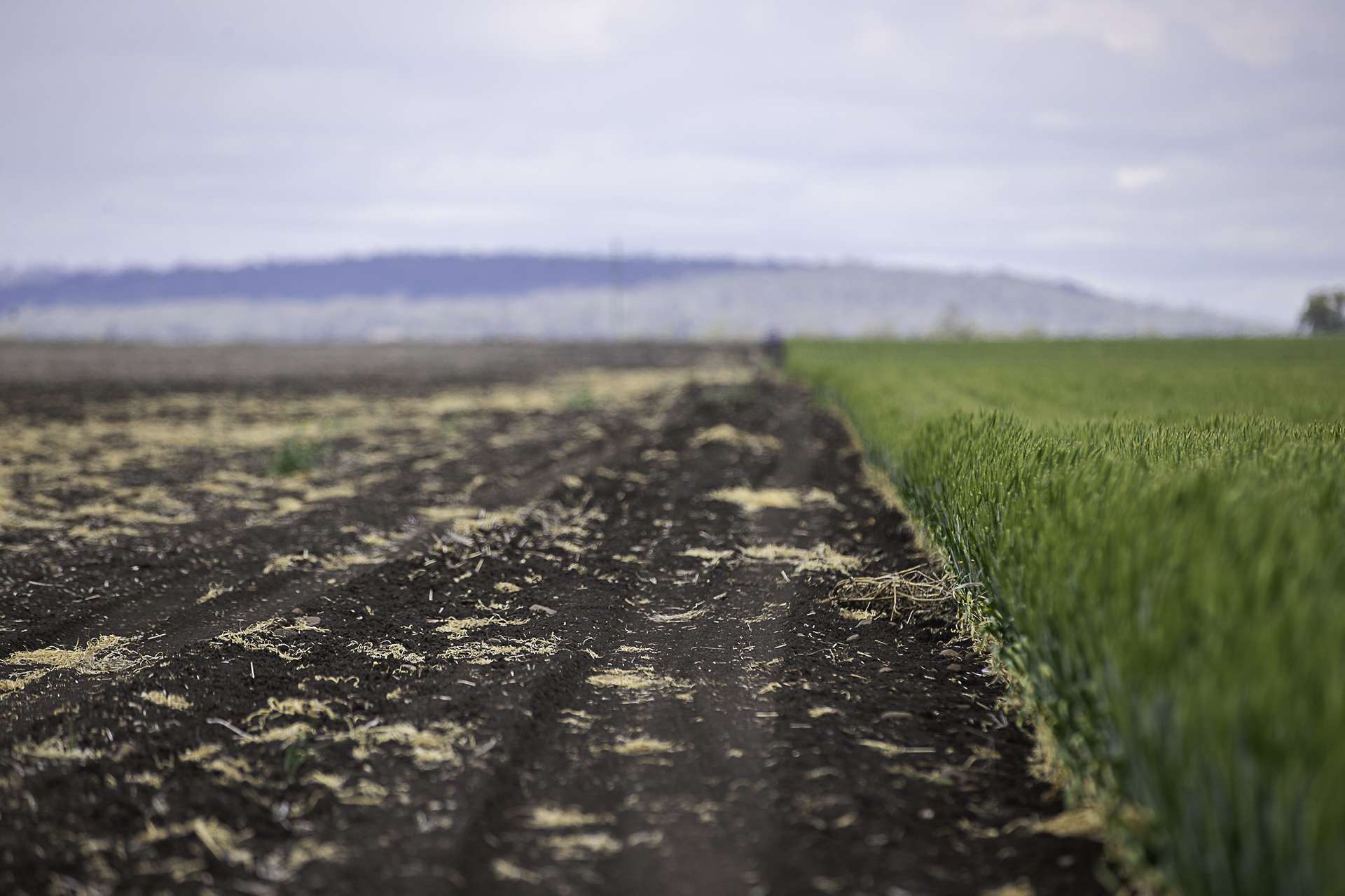"Dooley's Plain" Toowoomba Cecil Plains Road, Aubigny Auction by Farmbuy.com - image 10