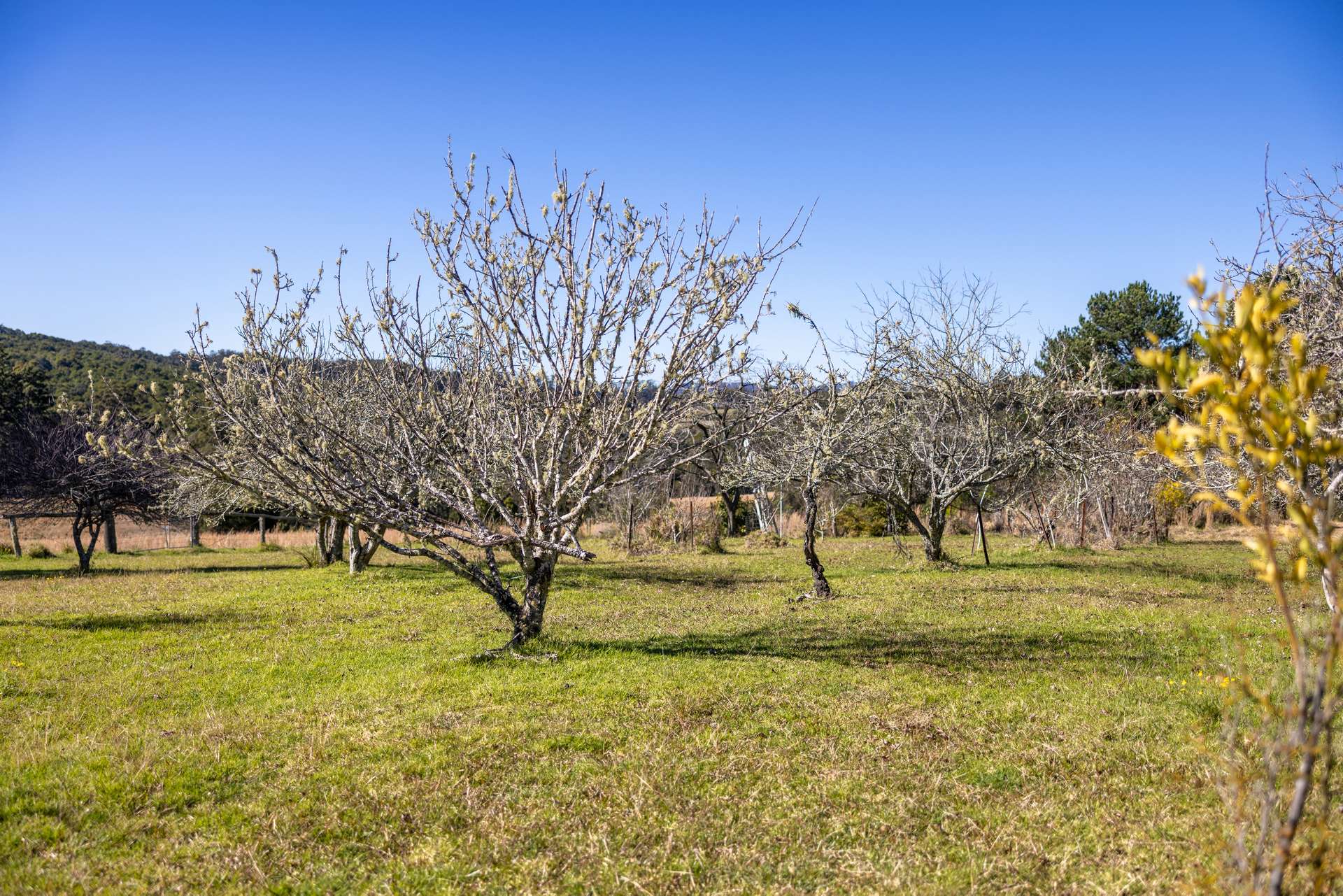 60 Sandy Knob Road, Elands Auction by Farmbuy.com - image 15