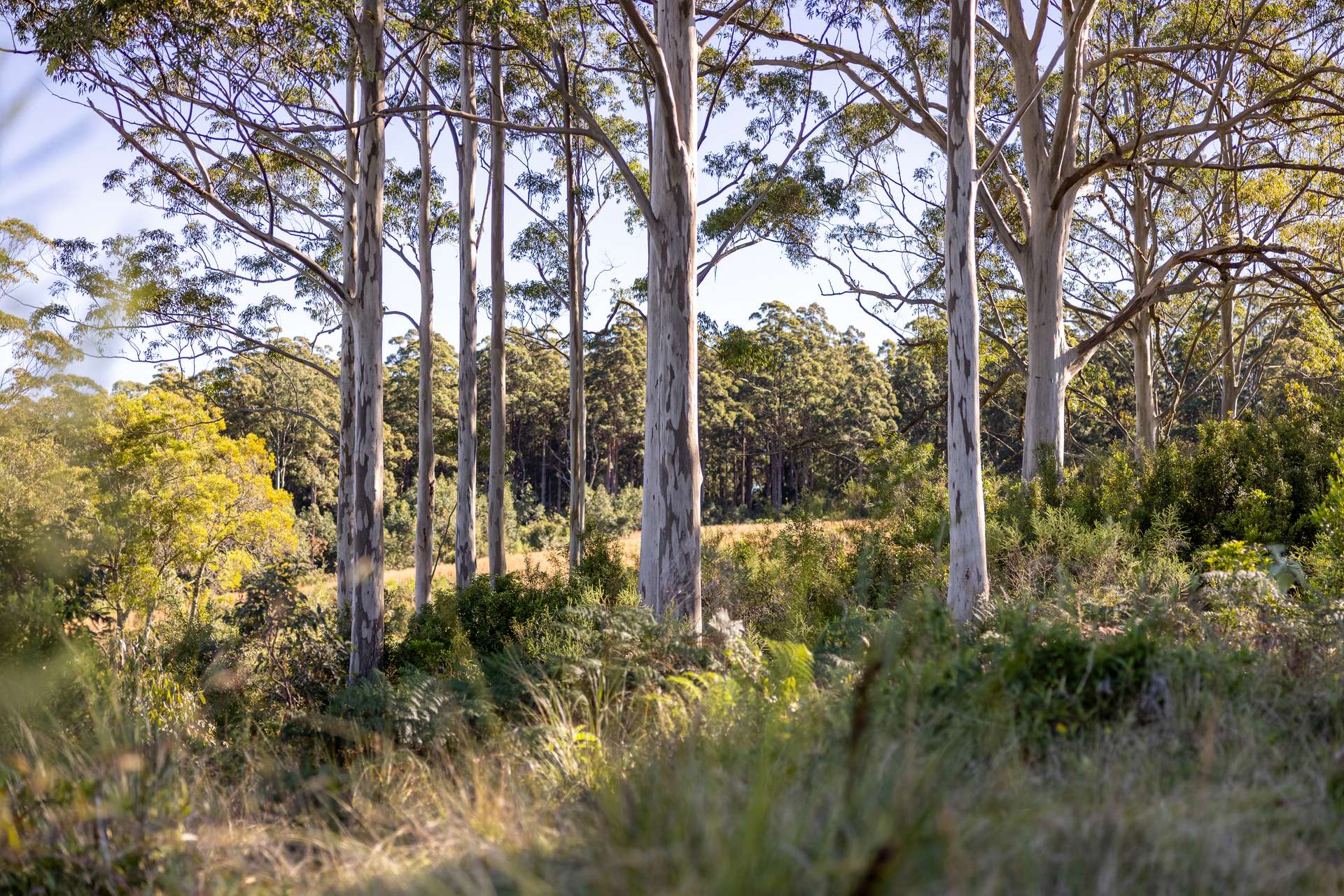 60 Sandy Knob Road, Elands Auction by Farmbuy.com - image 18