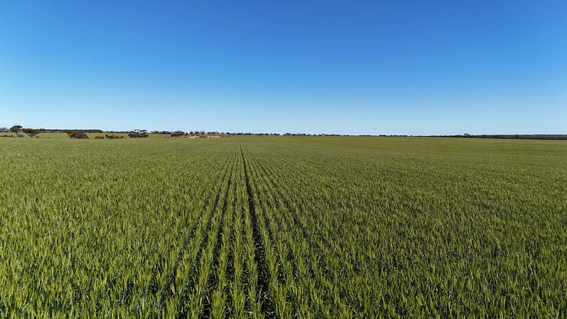 'Wattle Grove' 339 Lance Road, Buckleboo For Sale by Farmbuy.com - image 14
