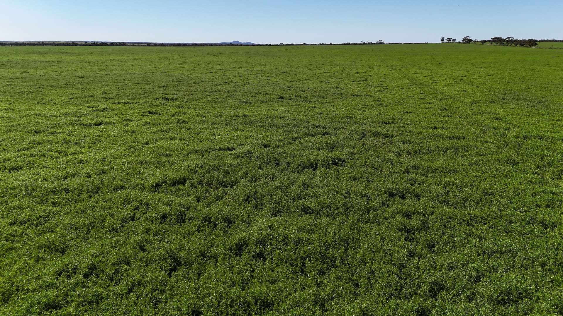 'Wattle Grove' 339 Lance Road, Buckleboo For Sale by Farmbuy.com - image 5