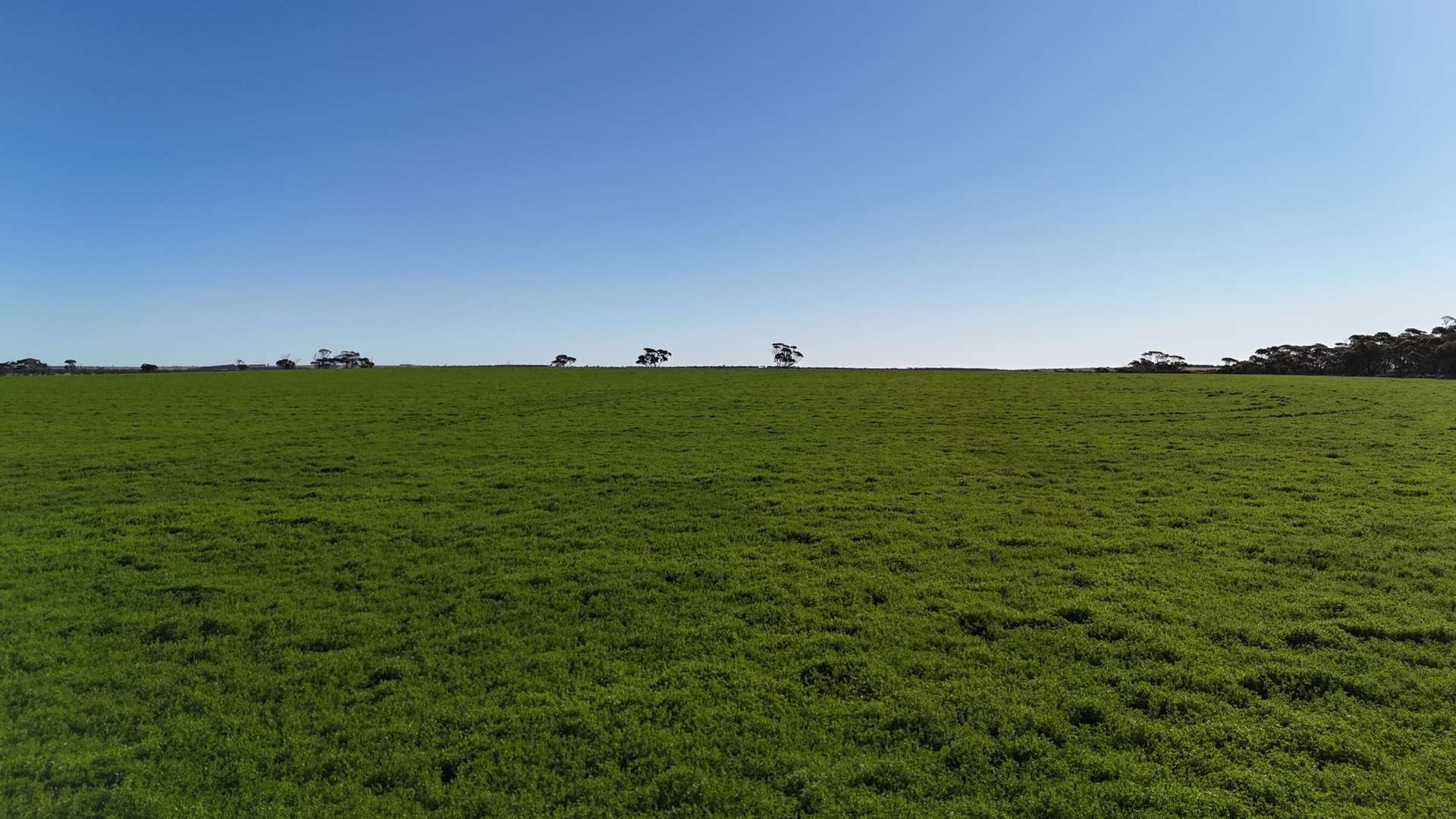 'Wattle Grove' 339 Lance Road, Buckleboo For Sale by Farmbuy.com - image 4