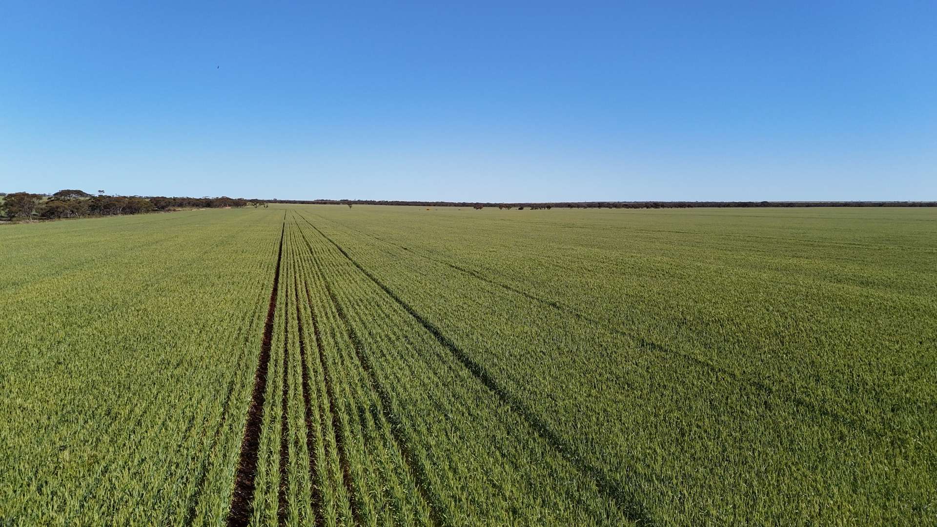 'Wattle Grove' 339 Lance Road, Buckleboo For Sale by Farmbuy.com - image 8