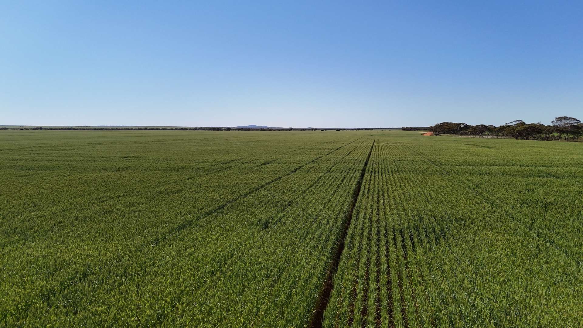 'Wattle Grove' 339 Lance Road, Buckleboo For Sale by Farmbuy.com - image 7