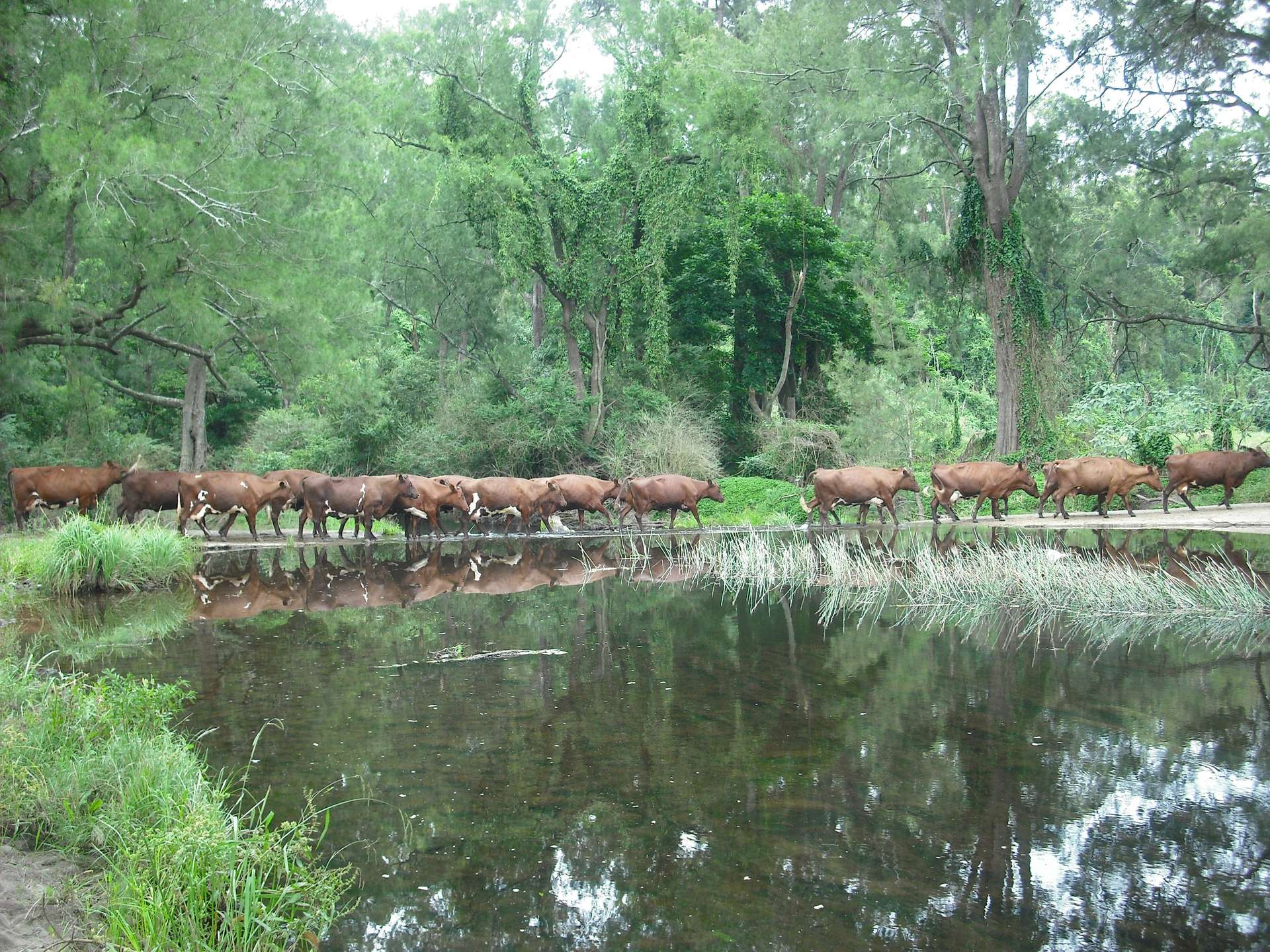 'Athelglow' A200B Princes Highway, Berry For Sale by Farmbuy.com - image 11