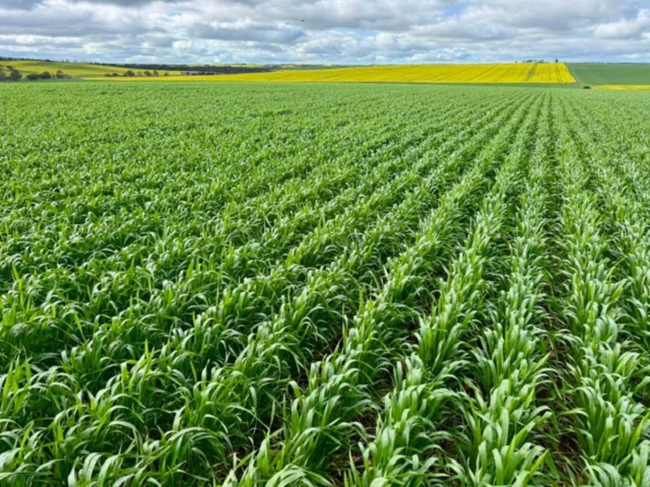 474 Pub Corner Road, Cockaleechie For Sale by Farmbuy.com - image 5