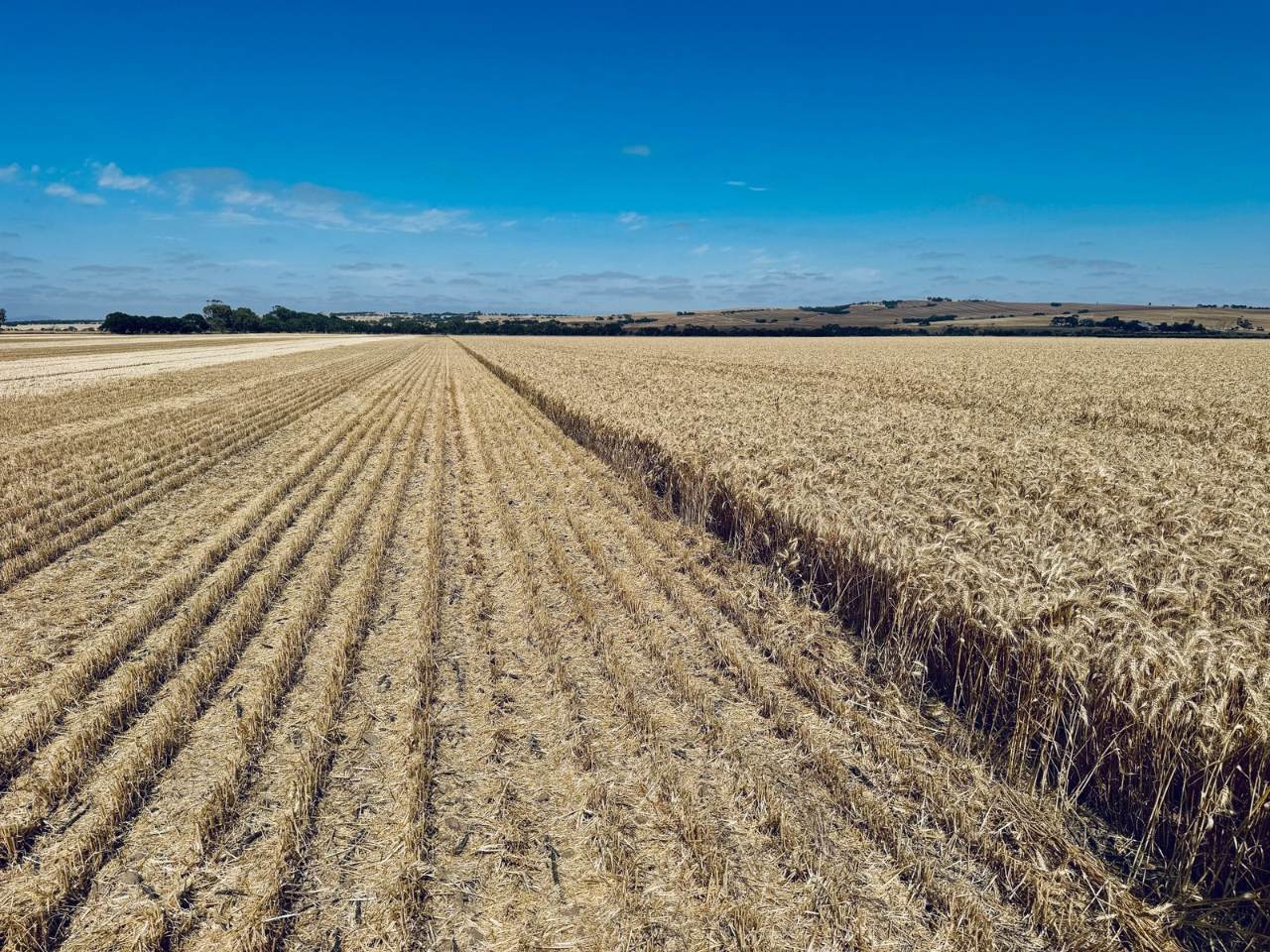 474 Pub Corner Road, Cockaleechie For Sale by Farmbuy.com - image 3
