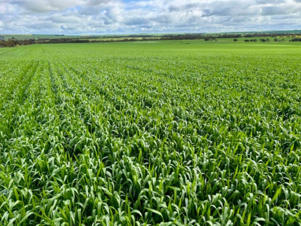 474 Pub Corner Road, Cockaleechie For Sale by Farmbuy.com - image 7