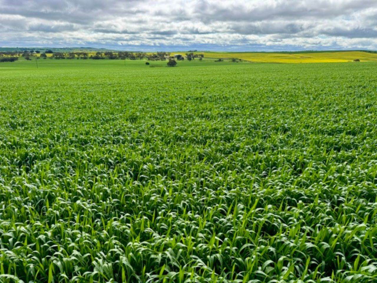 474 Pub Corner Road, Cockaleechie For Sale by Farmbuy.com - image 6