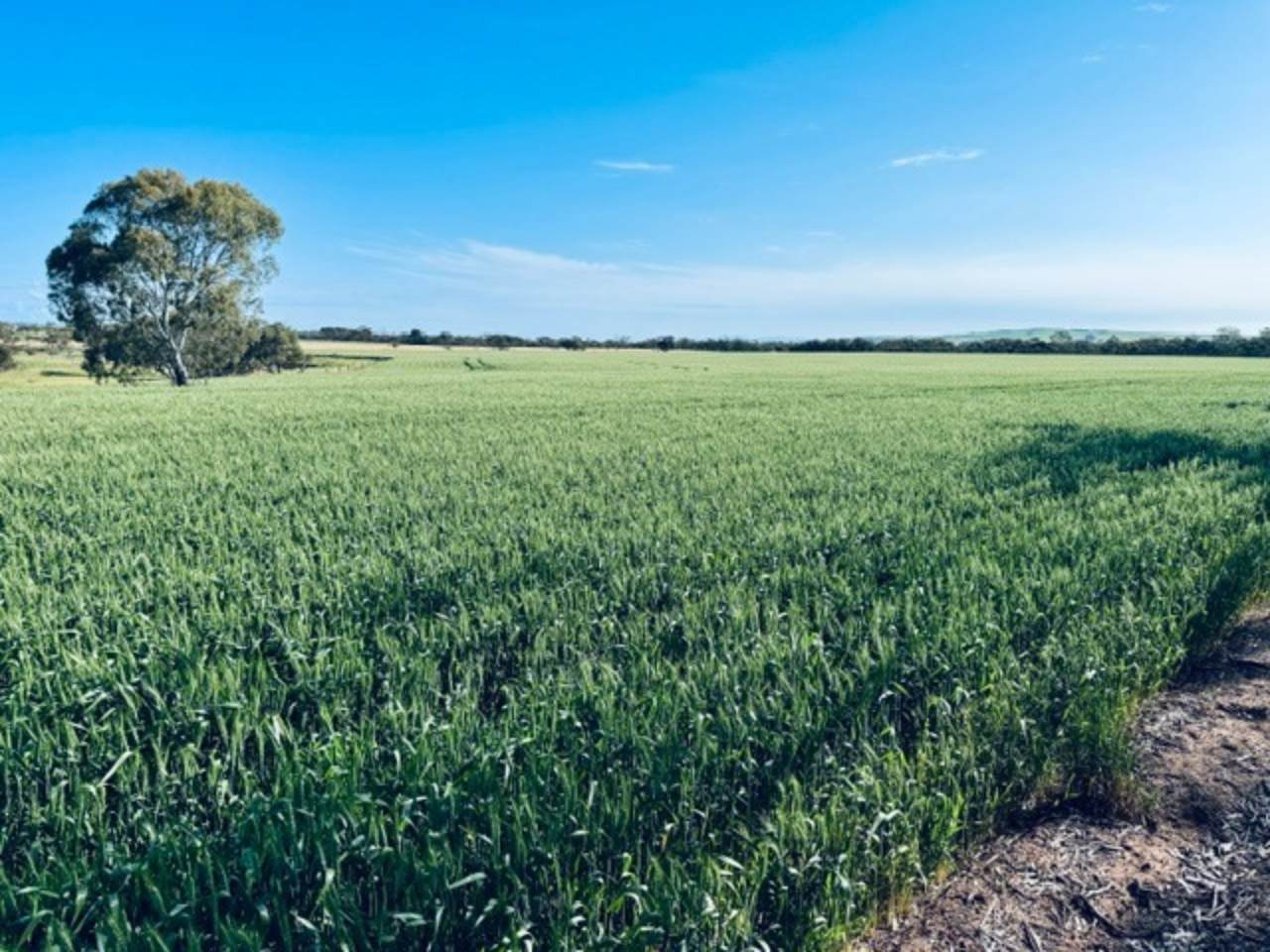 474 Pub Corner Road, Cockaleechie For Sale by Farmbuy.com - image 24