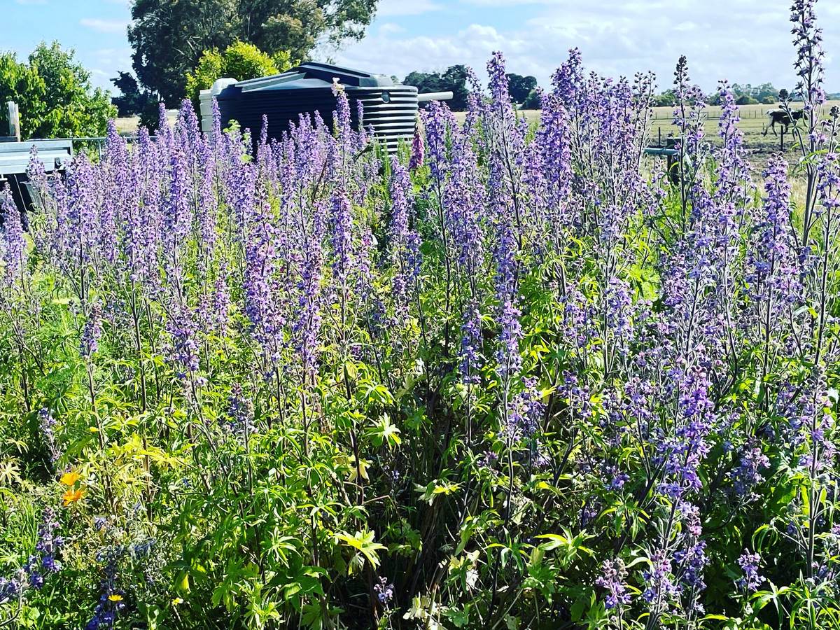 230 Colac - Ballarat Road, Irrewarra For Sale by Farmbuy.com - image 24