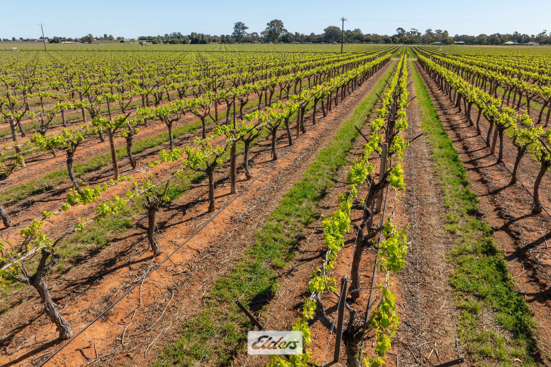 83A Belar Avenue, Irymple For Sale by Farmbuy.com - image 4
