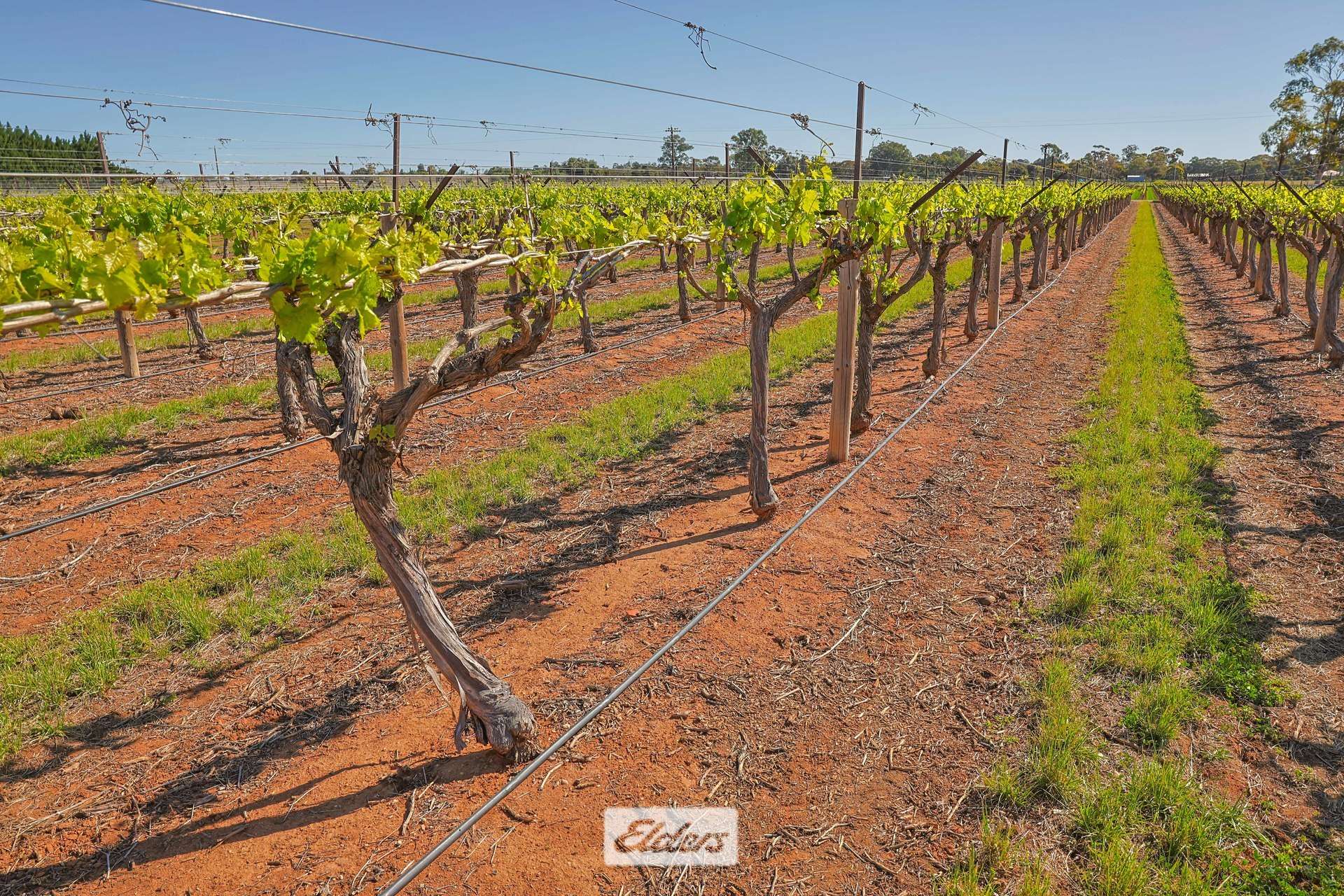 83A Belar Avenue, Irymple For Sale by Farmbuy.com - image 25