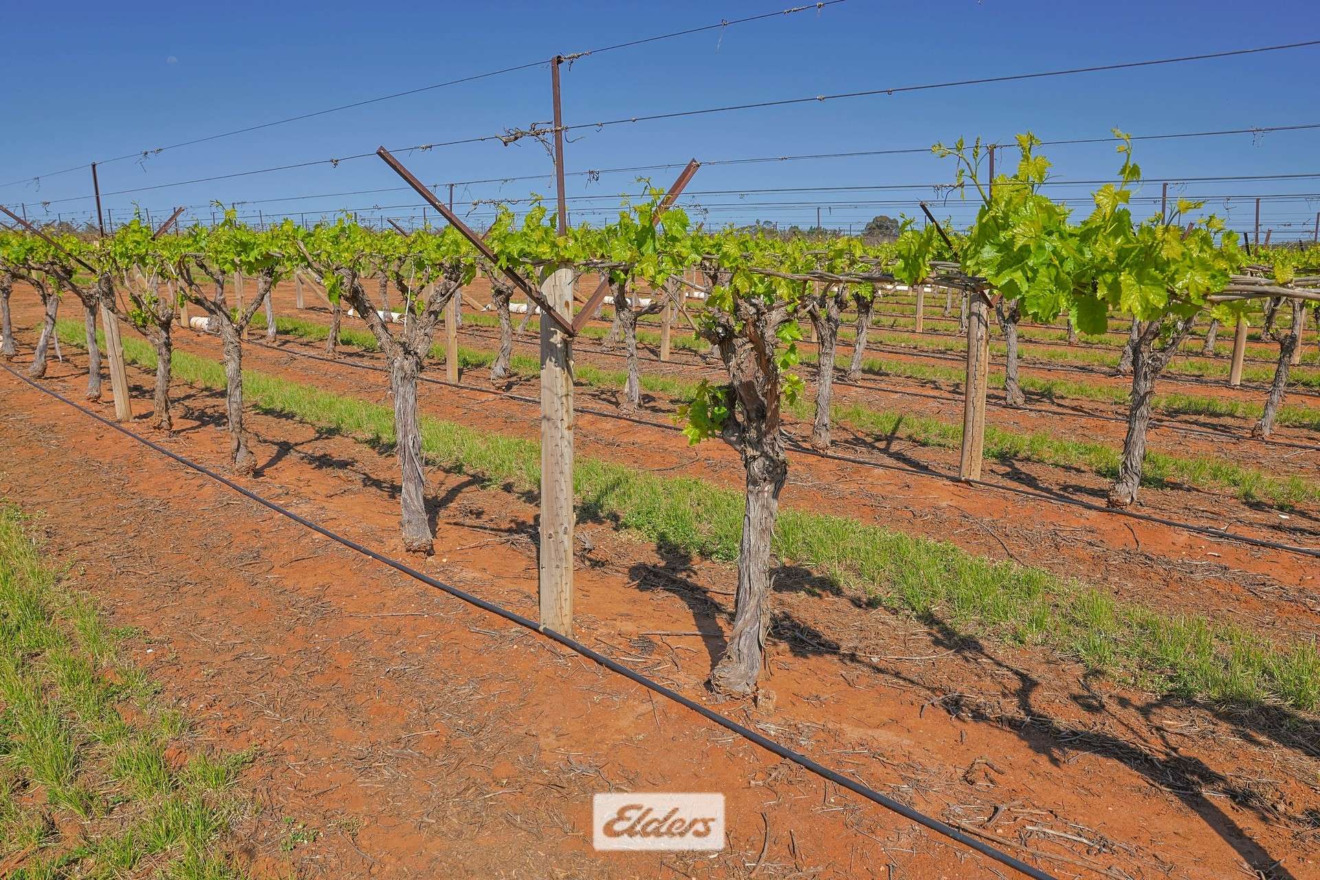 83A Belar Avenue, Irymple For Sale by Farmbuy.com - image 24