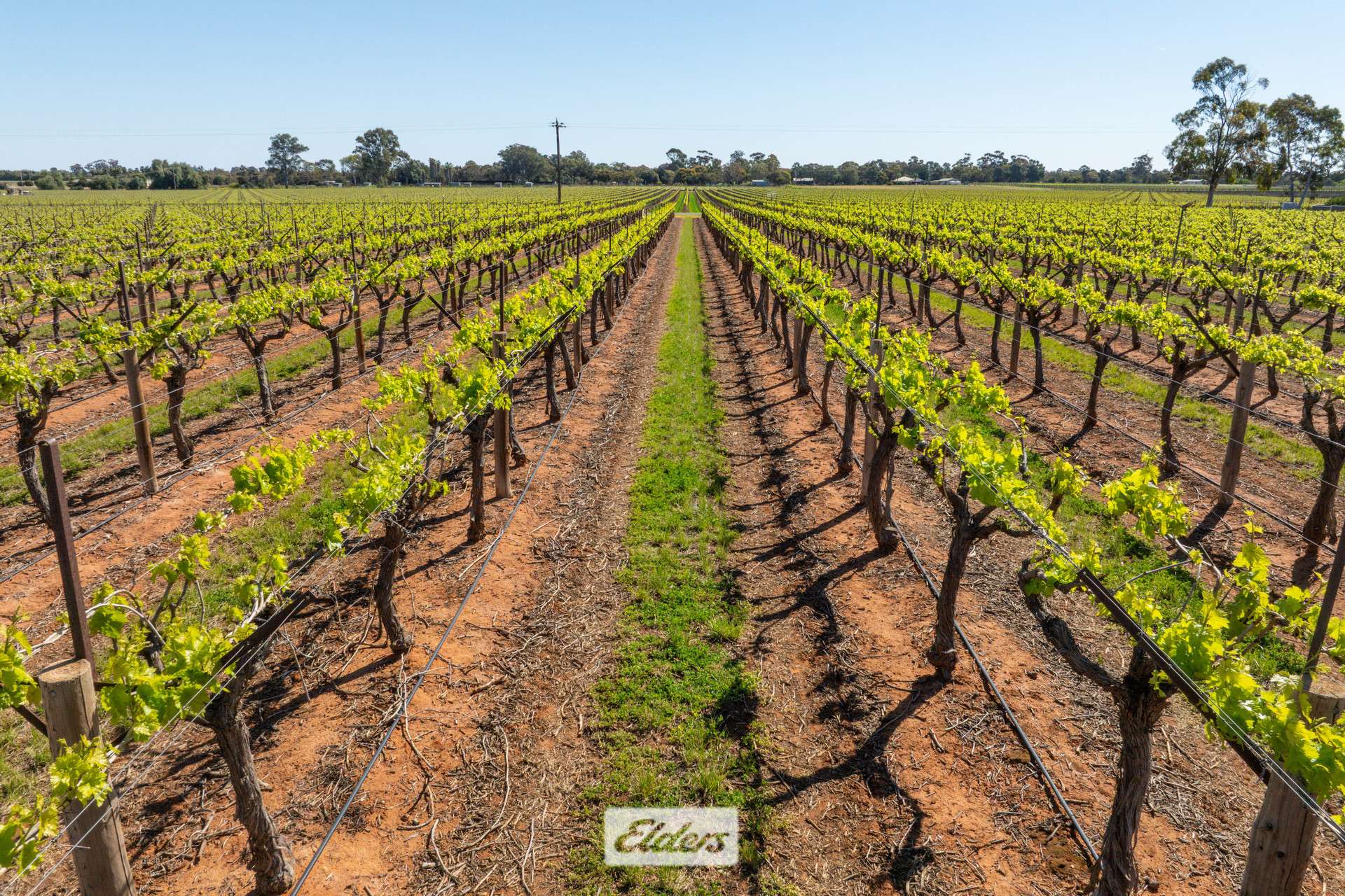 83A Belar Avenue, Irymple For Sale by Farmbuy.com - image 2