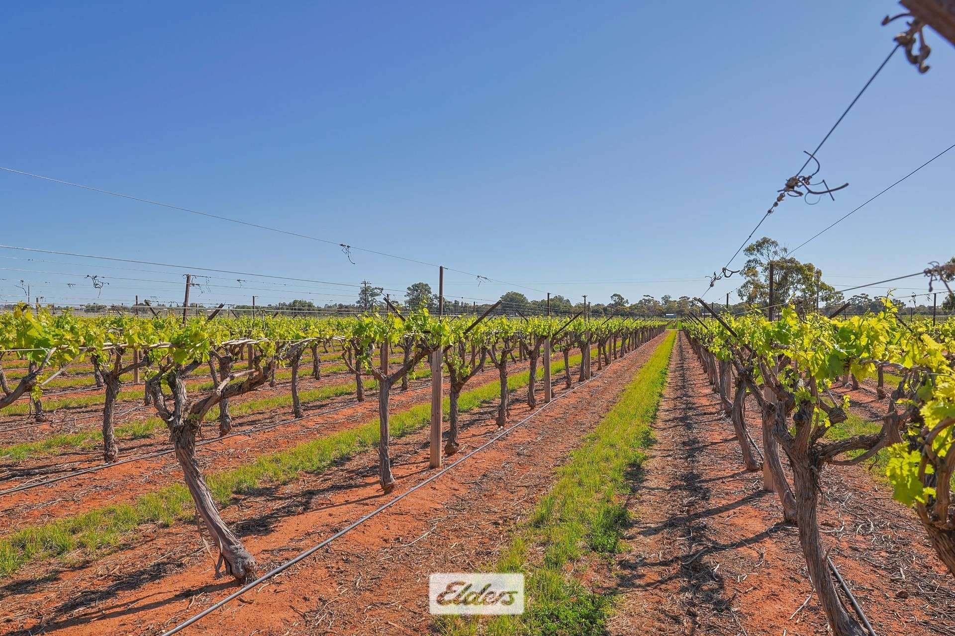 83A Belar Avenue, Irymple For Sale by Farmbuy.com - image 22