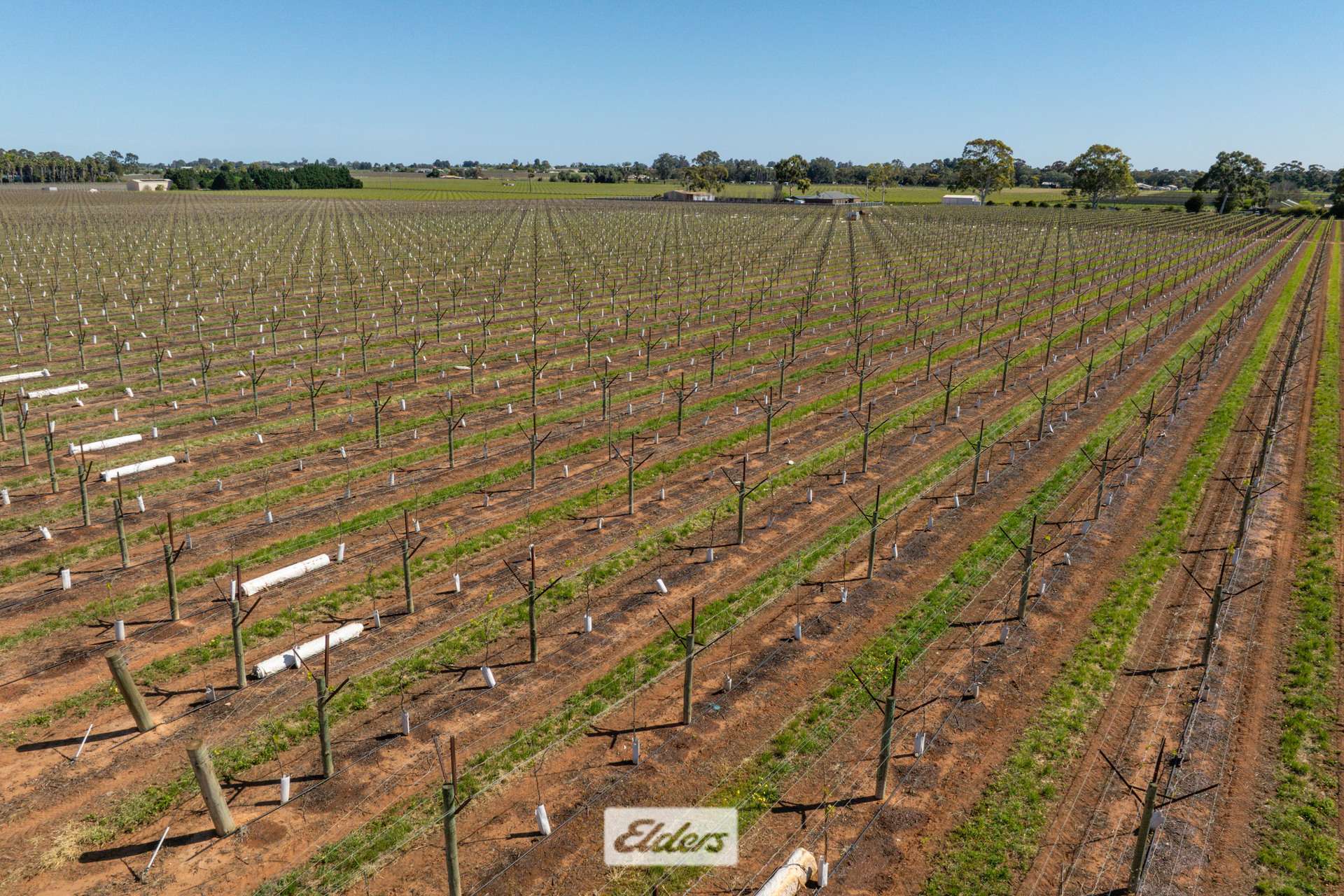 83A Belar Avenue, Irymple For Sale by Farmbuy.com - image 5