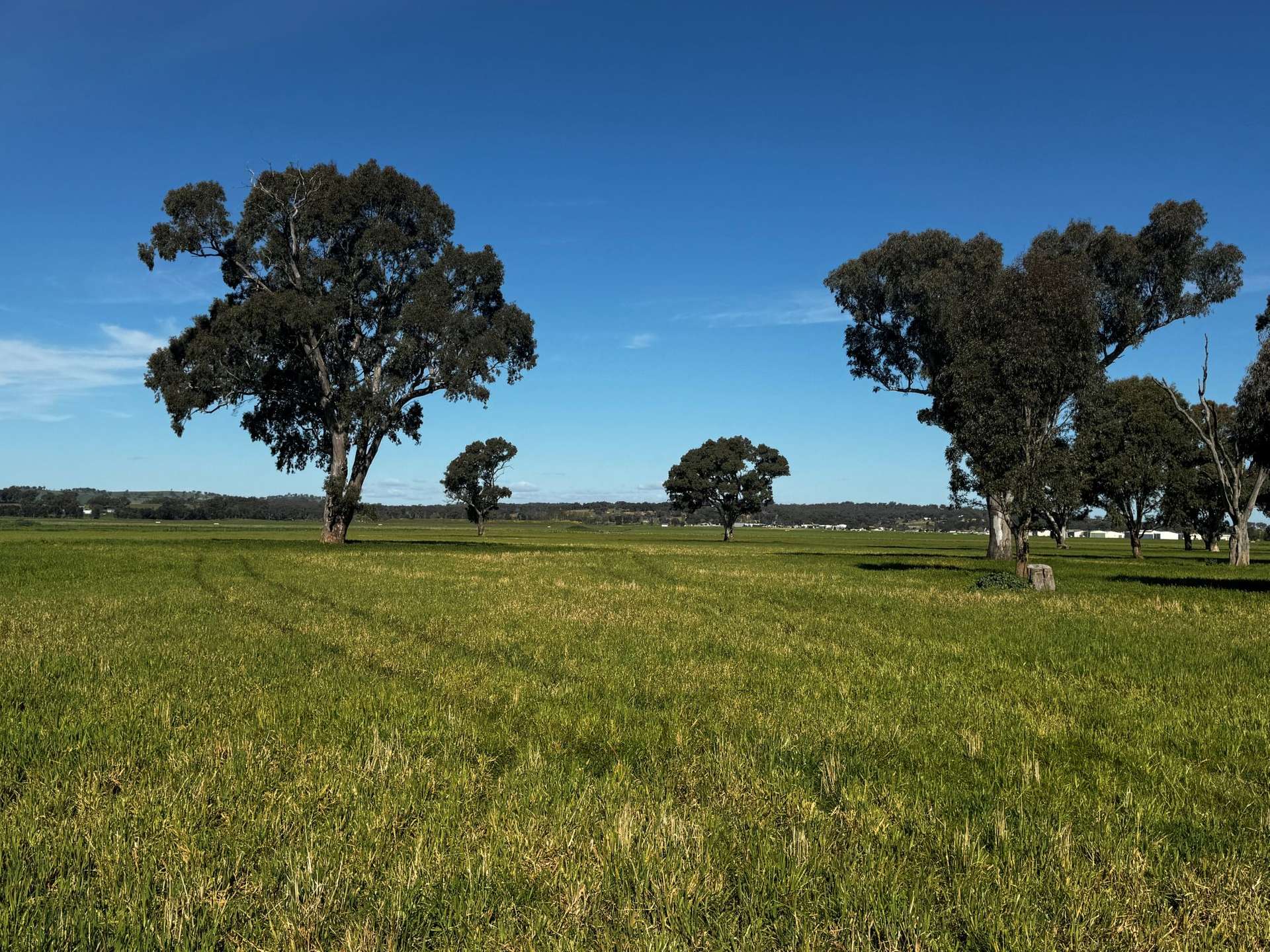 84 West Jindalee Road, Cootamundra For Sale by Farmbuy.com - image 9