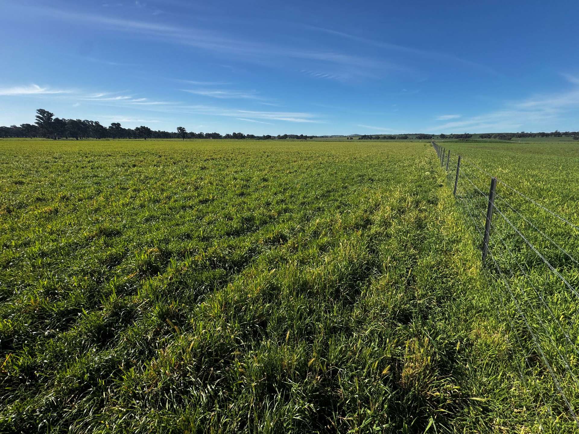 84 West Jindalee Road, Cootamundra For Sale by Farmbuy.com - image 3