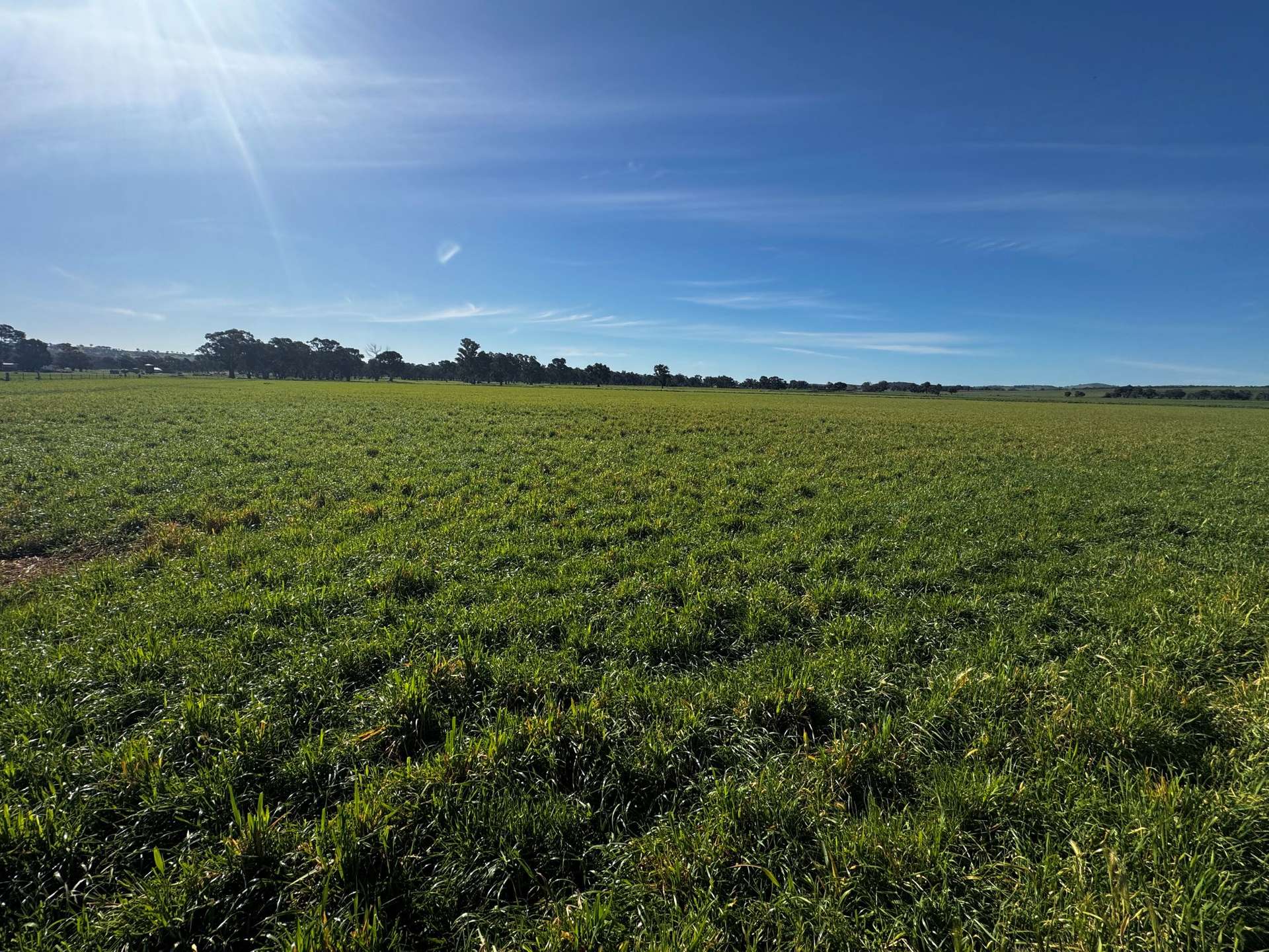 84 West Jindalee Road, Cootamundra For Sale by Farmbuy.com - image 17
