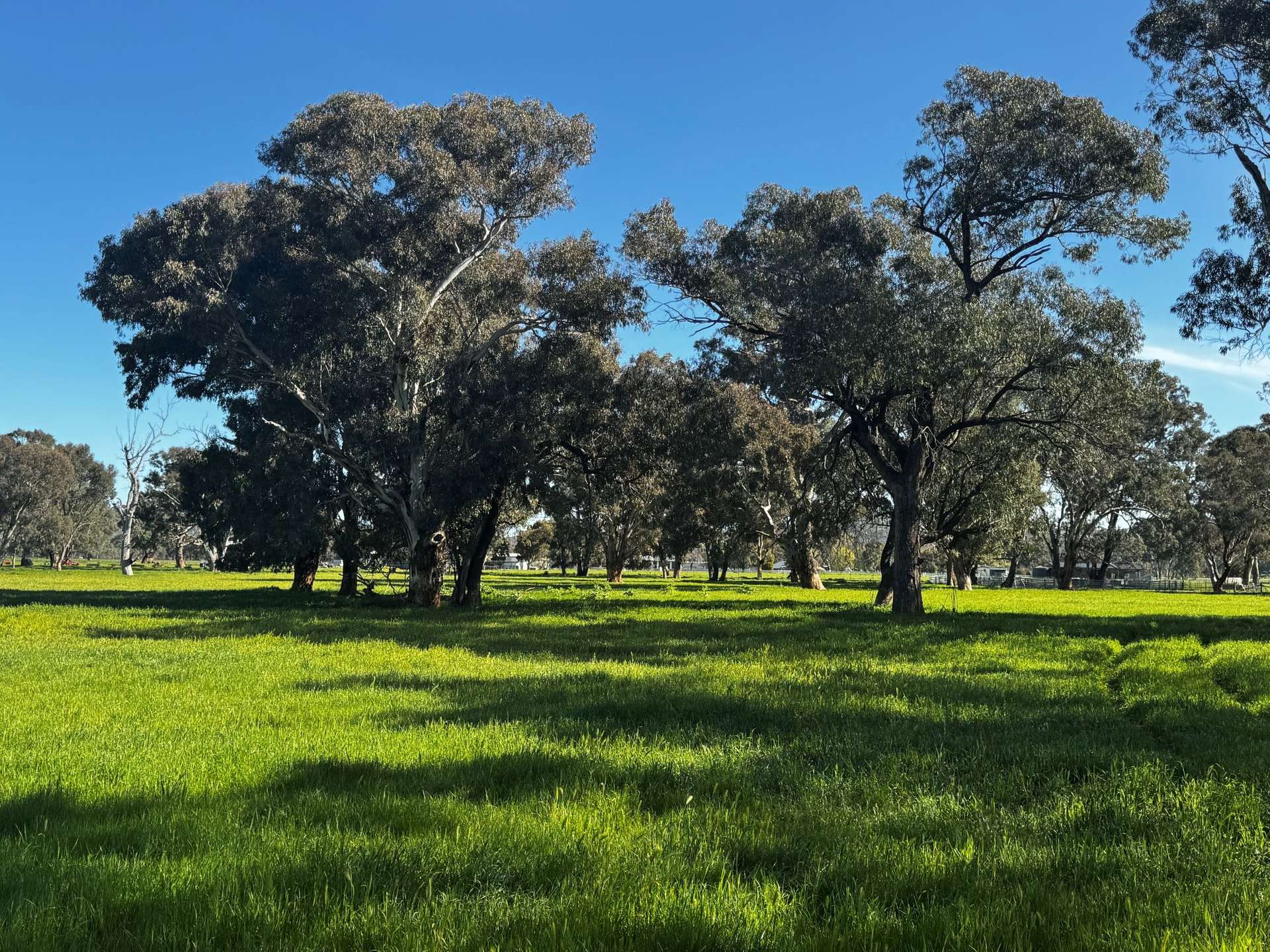84 West Jindalee Road, Cootamundra For Sale by Farmbuy.com - image 2