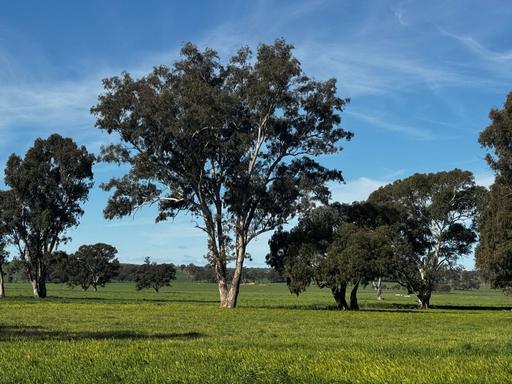 84 West Jindalee Road, Cootamundra NSW 2590