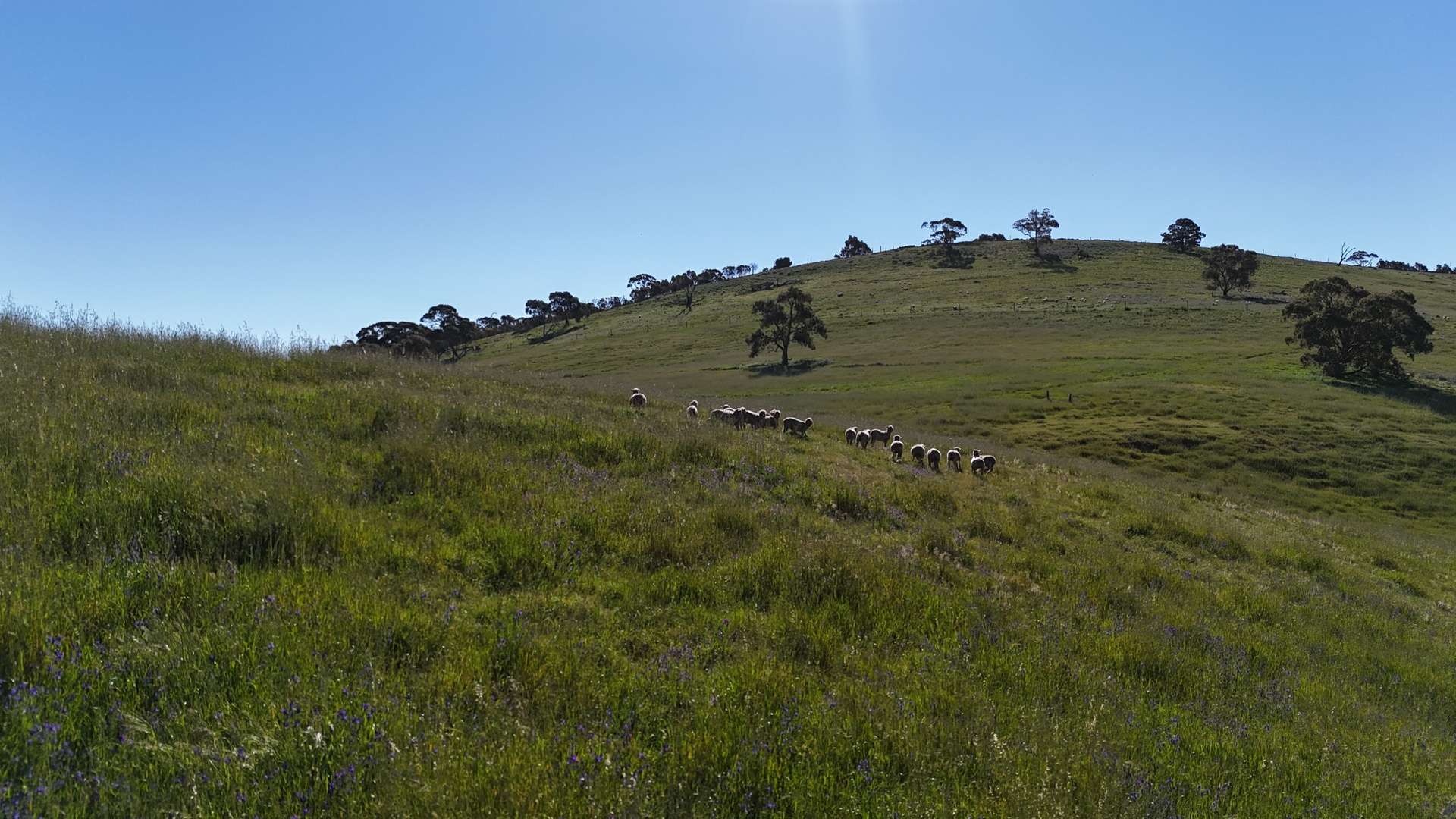'Hillside' 395 Campbell Range Road, Washpool For Sale by Farmbuy.com - image 13