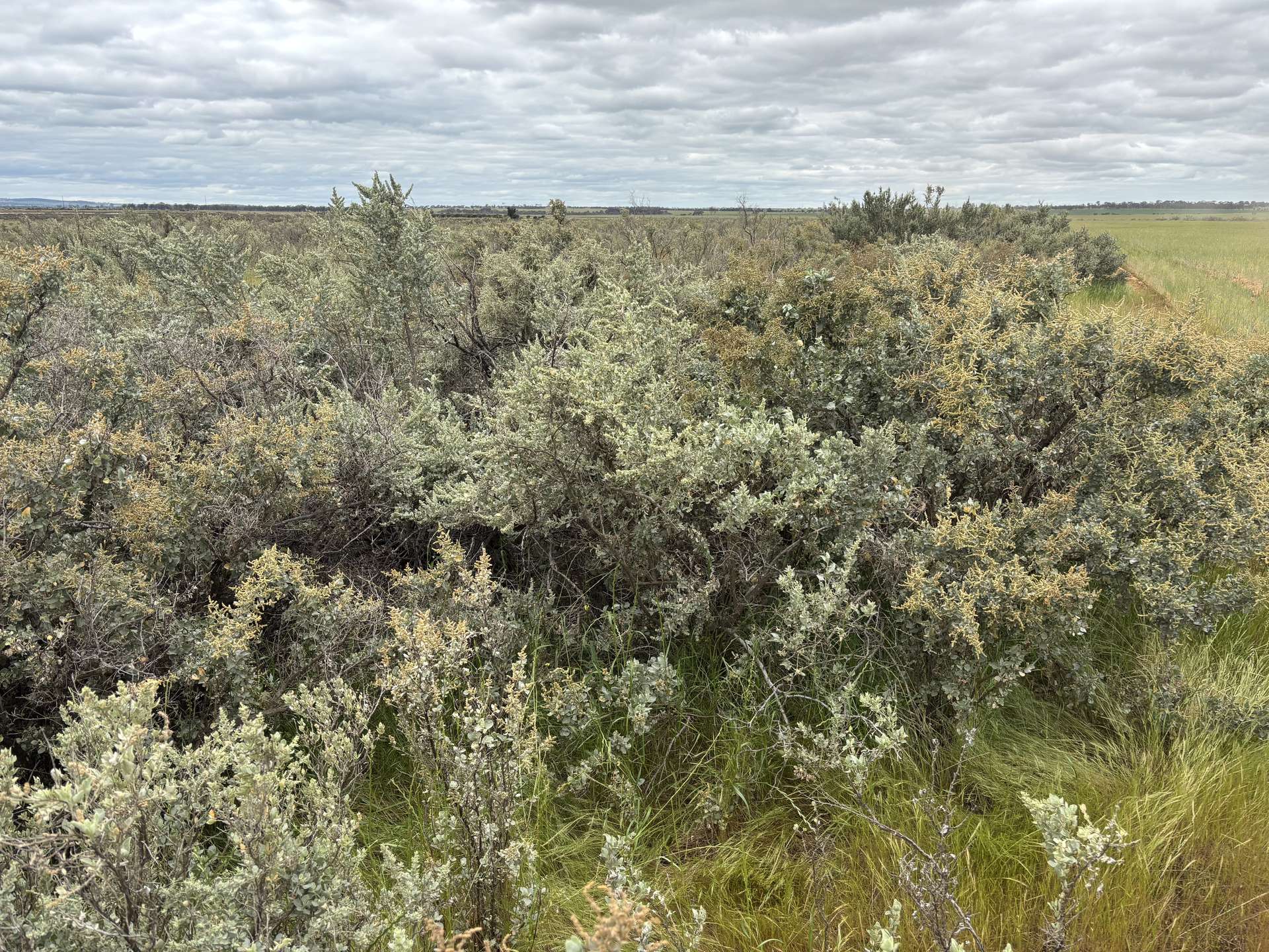 . 'Evandale', Kellerberrin For Sale by Farmbuy.com - image 4