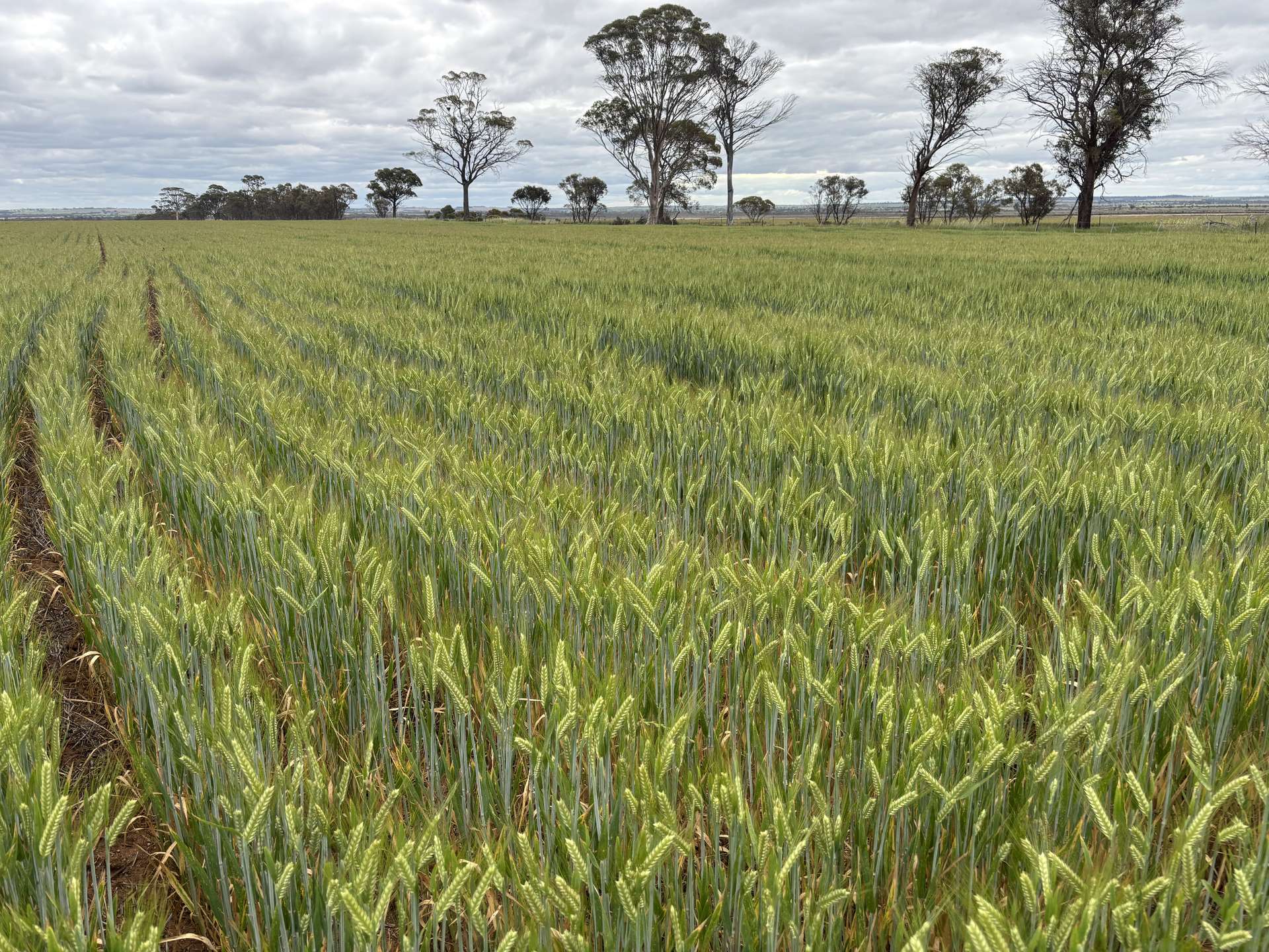 . 'Evandale', Kellerberrin For Sale by Farmbuy.com - image 13