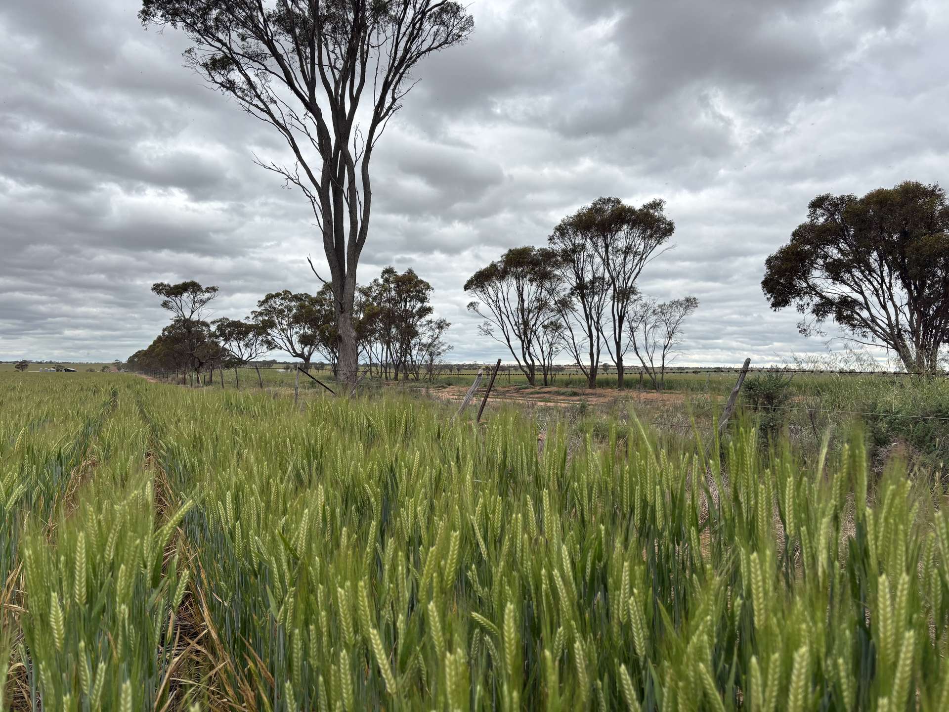 . 'Evandale', Kellerberrin For Sale by Farmbuy.com - image 11