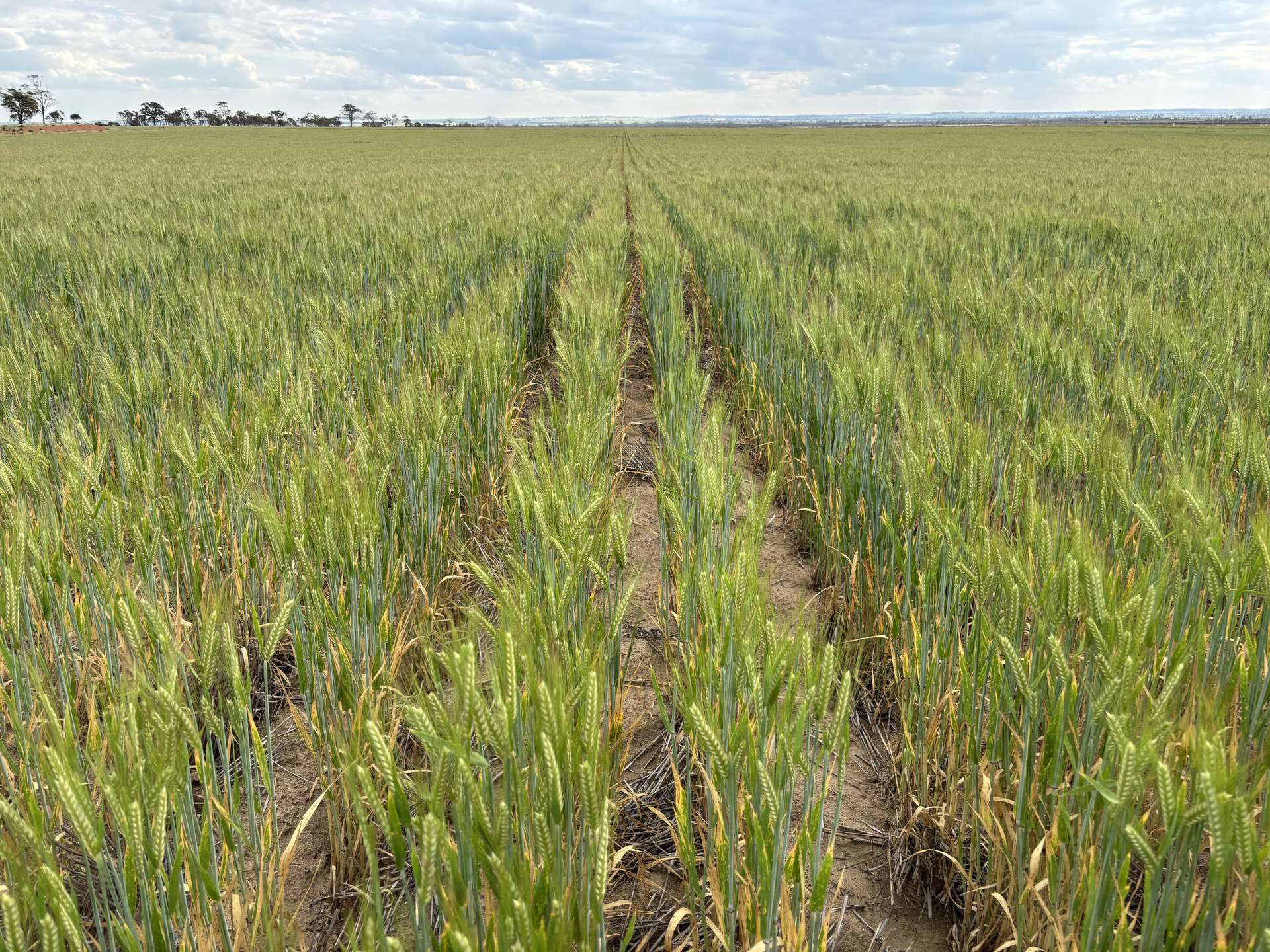. 'Evandale', Kellerberrin For Sale by Farmbuy.com - image 5