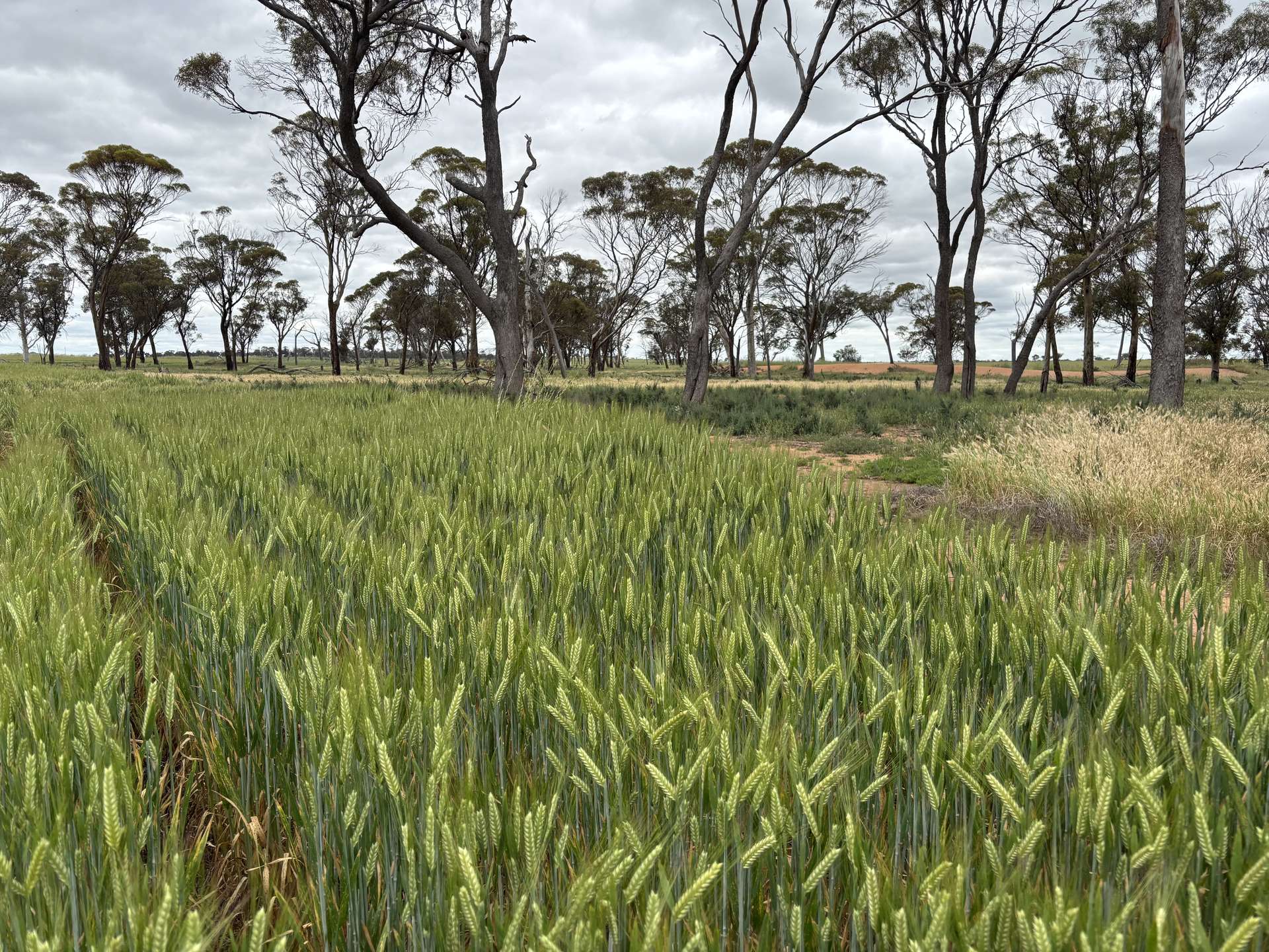 . 'Evandale', Kellerberrin For Sale by Farmbuy.com - image 12