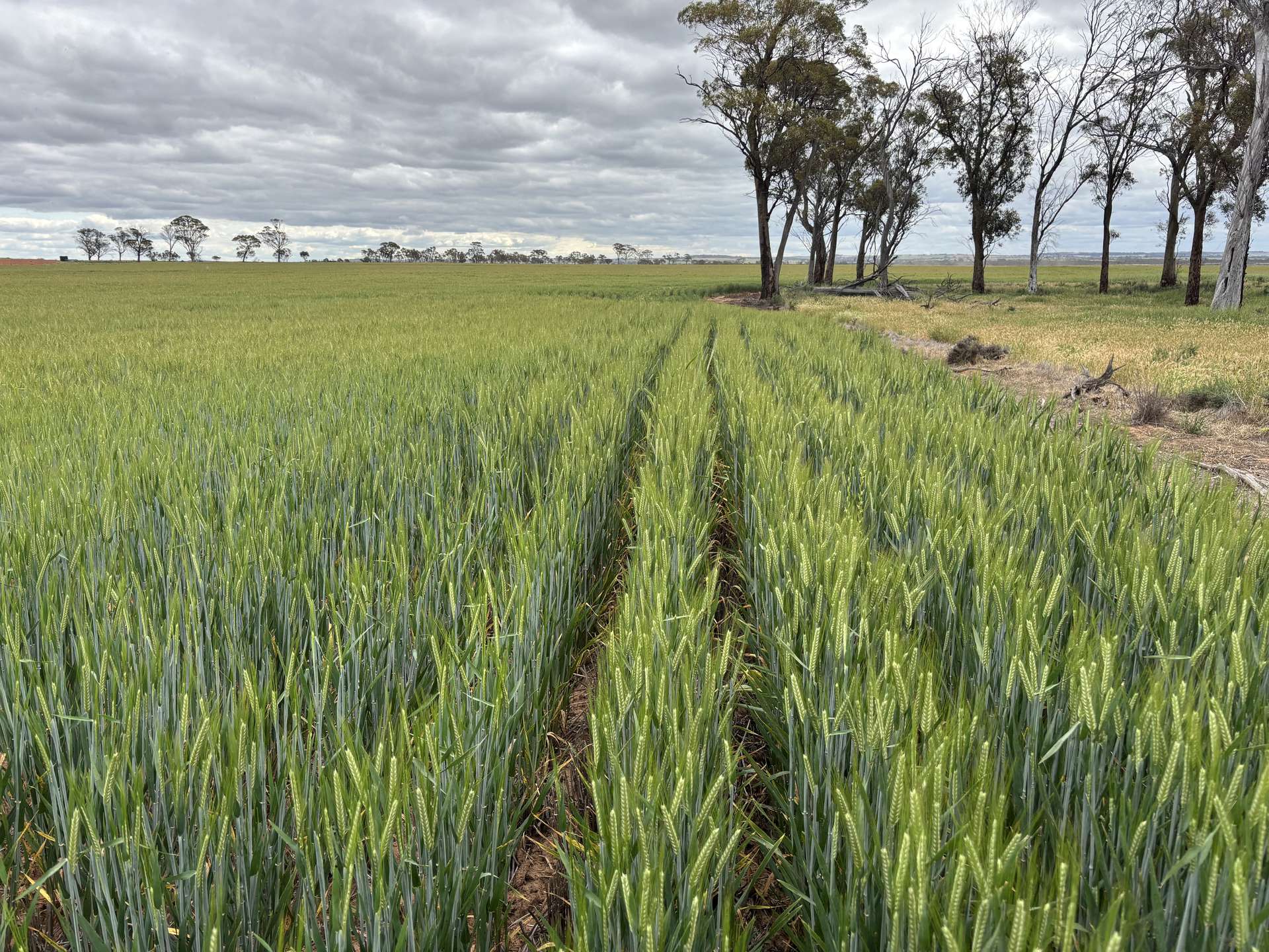 . 'Evandale', Kellerberrin For Sale by Farmbuy.com - image 10