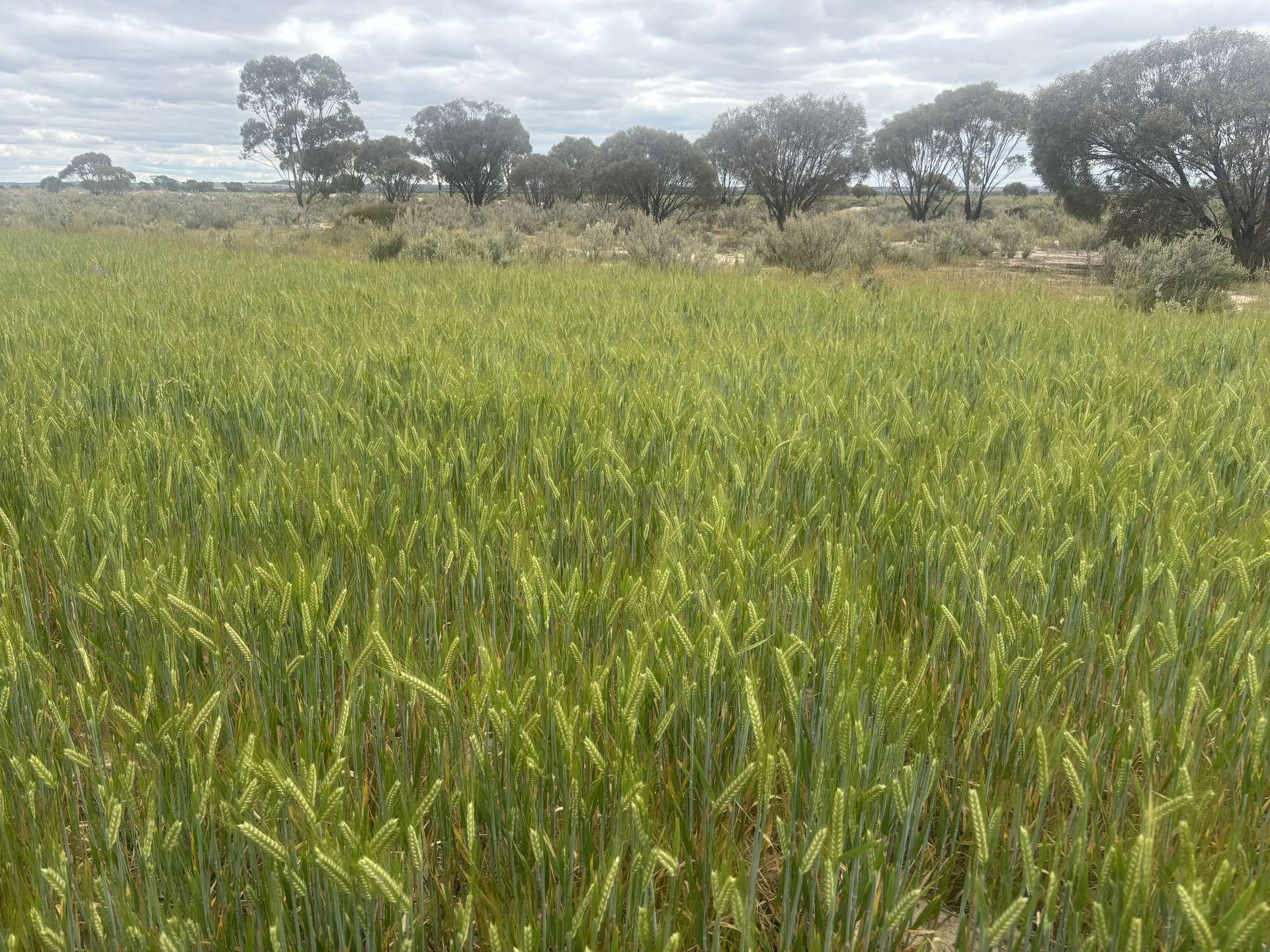 . 'Evandale', Kellerberrin For Sale by Farmbuy.com - image 7