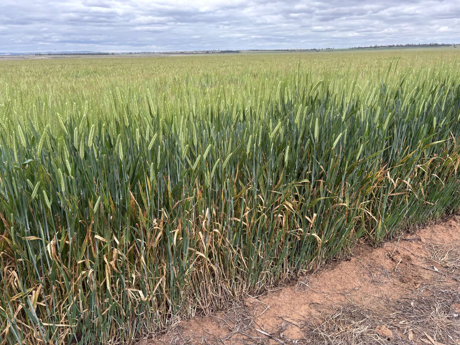 . 'Evandale', Kellerberrin For Sale by Farmbuy.com - image 9
