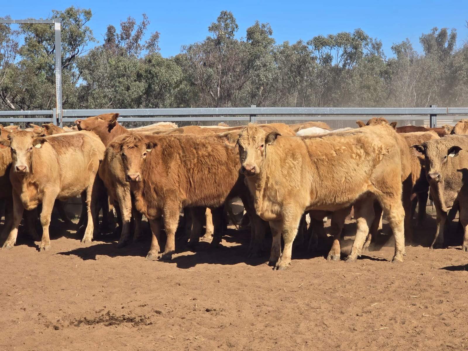CHERRY PARK 300 GRILLS ROAD, Flinton Auction by Farmbuy.com - image 23