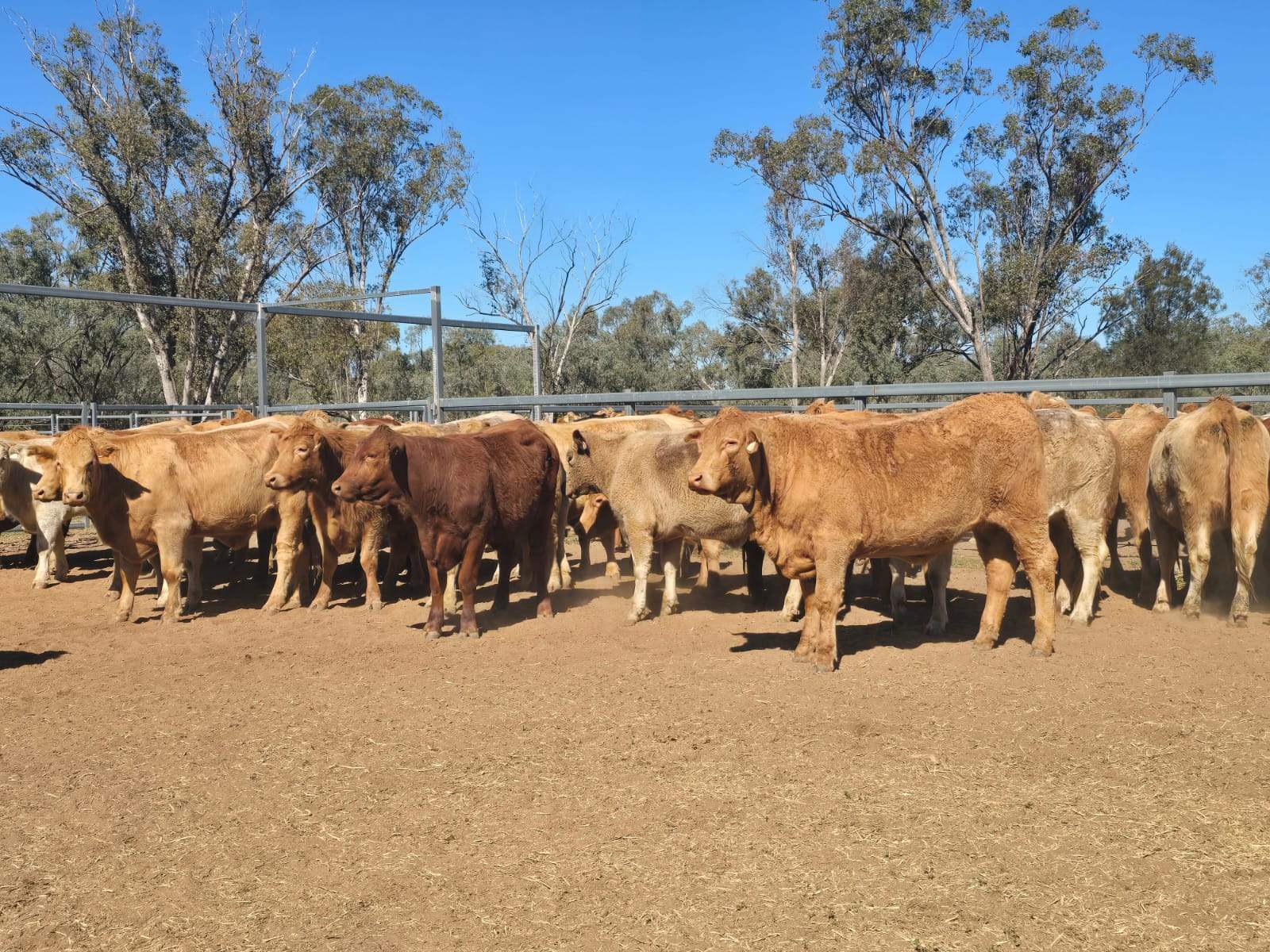 CHERRY PARK 300 GRILLS ROAD, Flinton Auction by Farmbuy.com - image 19