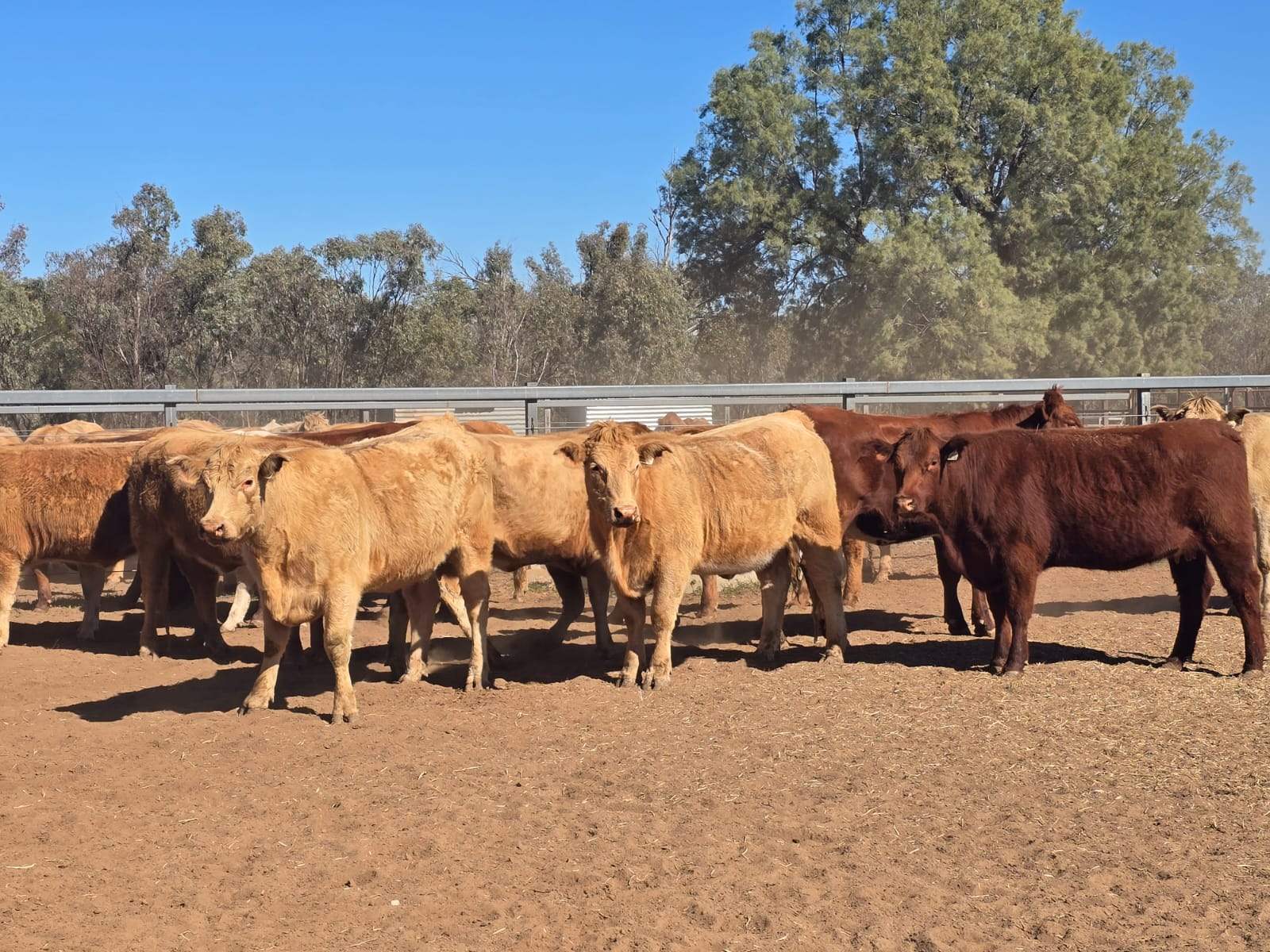 CHERRY PARK 300 GRILLS ROAD, Flinton Auction by Farmbuy.com - image 22