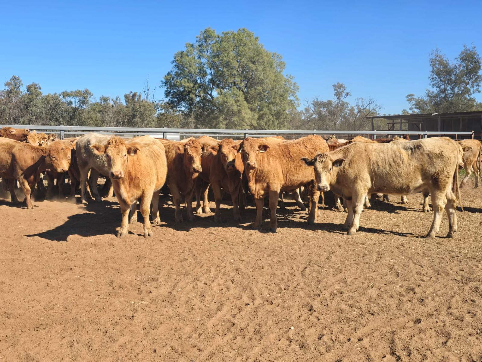CHERRY PARK 300 GRILLS ROAD, Flinton Auction by Farmbuy.com - image 20