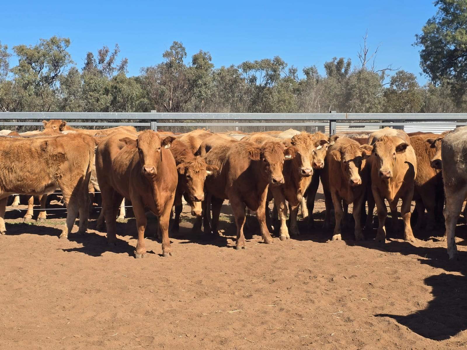 CHERRY PARK 300 GRILLS ROAD, Flinton Auction by Farmbuy.com - image 21