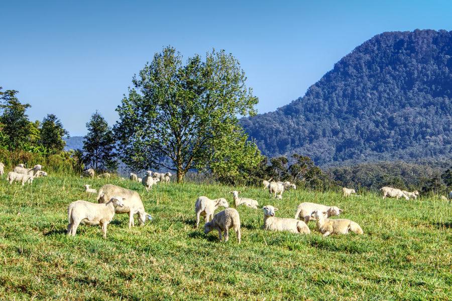 Bellingen Auction by Farmbuy.com - image 11
