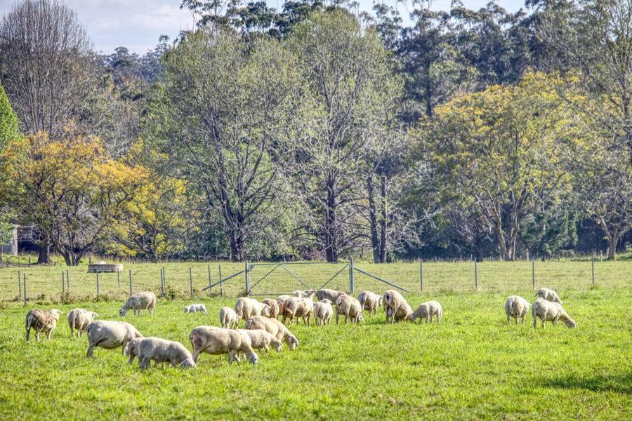 Bellingen Auction by Farmbuy.com - image 12