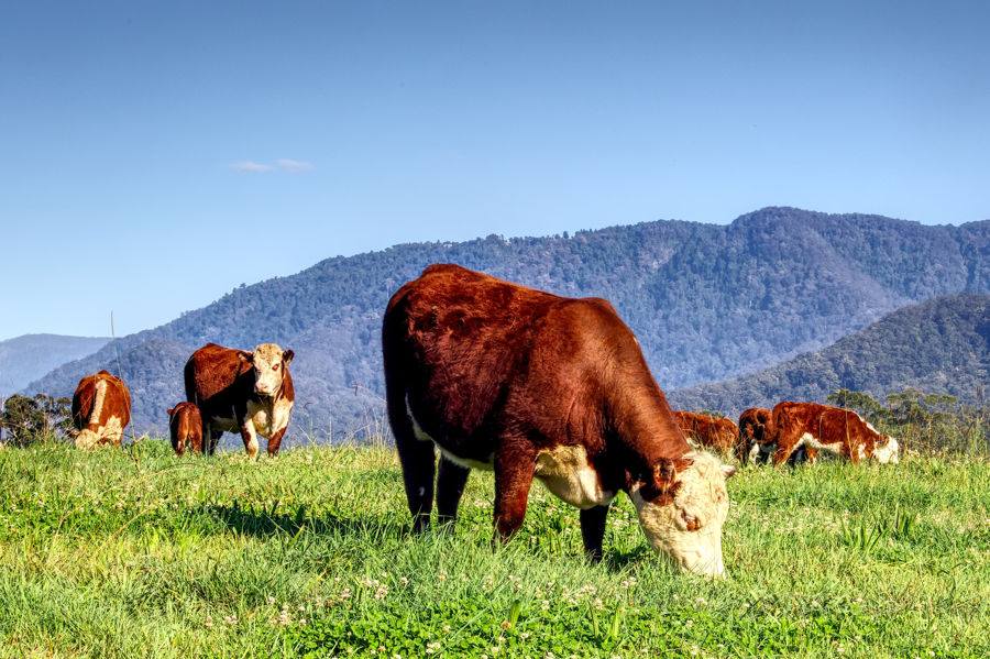 Bellingen Auction by Farmbuy.com - image 9